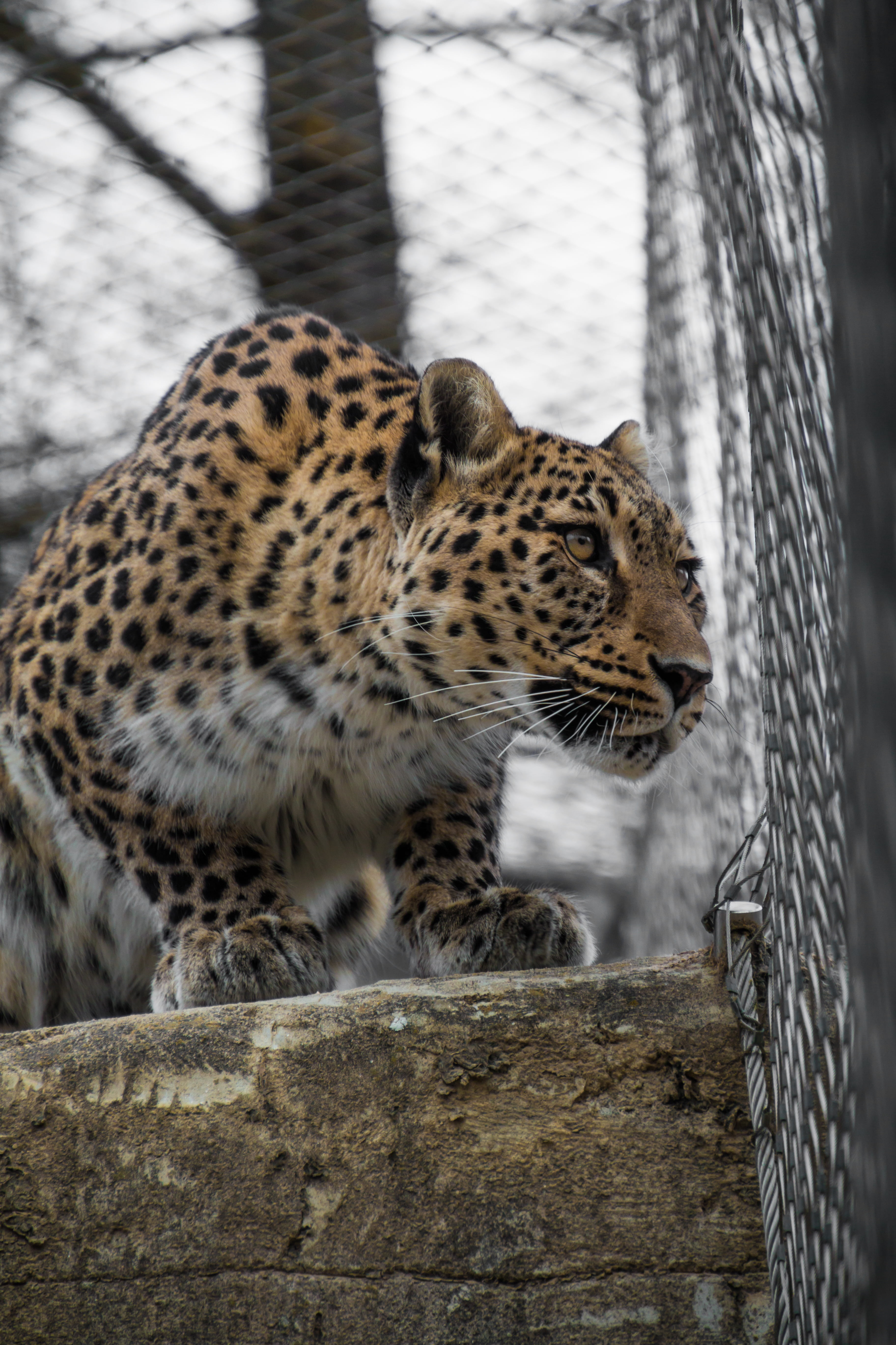 brown, animal markings, 5K, leopard, carnivora, face, wallpapper, close-up, cat, animals in captivity, nature, lurking, animal themes, white, grid, caught, Phone HD Wallpaper