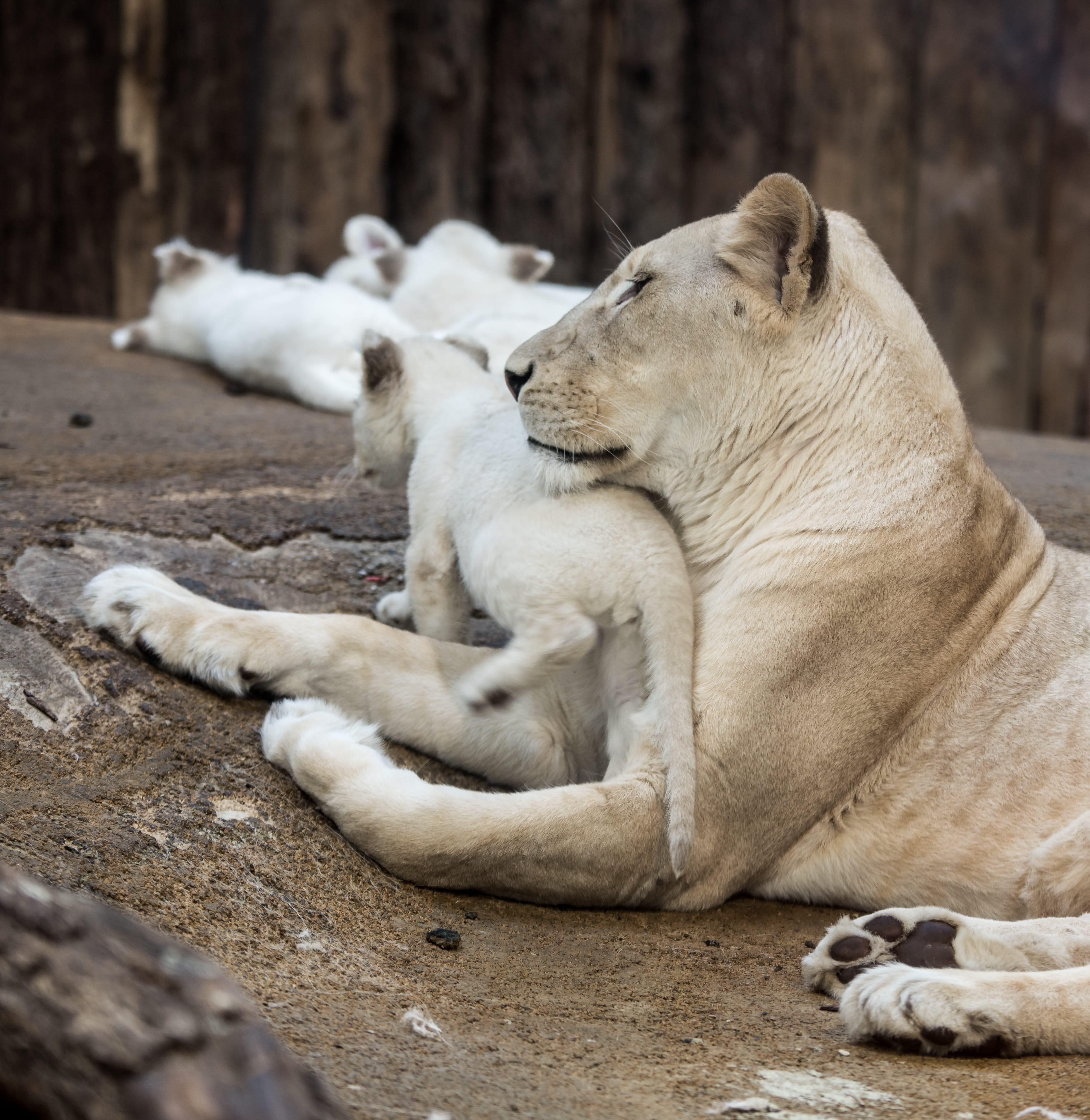 lioness, predator, 4K, cubs, eyes, rock, lion, sitting, no people, wallpapper, outdoors, resting, gray, full length, animal themes, female animal, animal wildlife, Phone HD Wallpaper