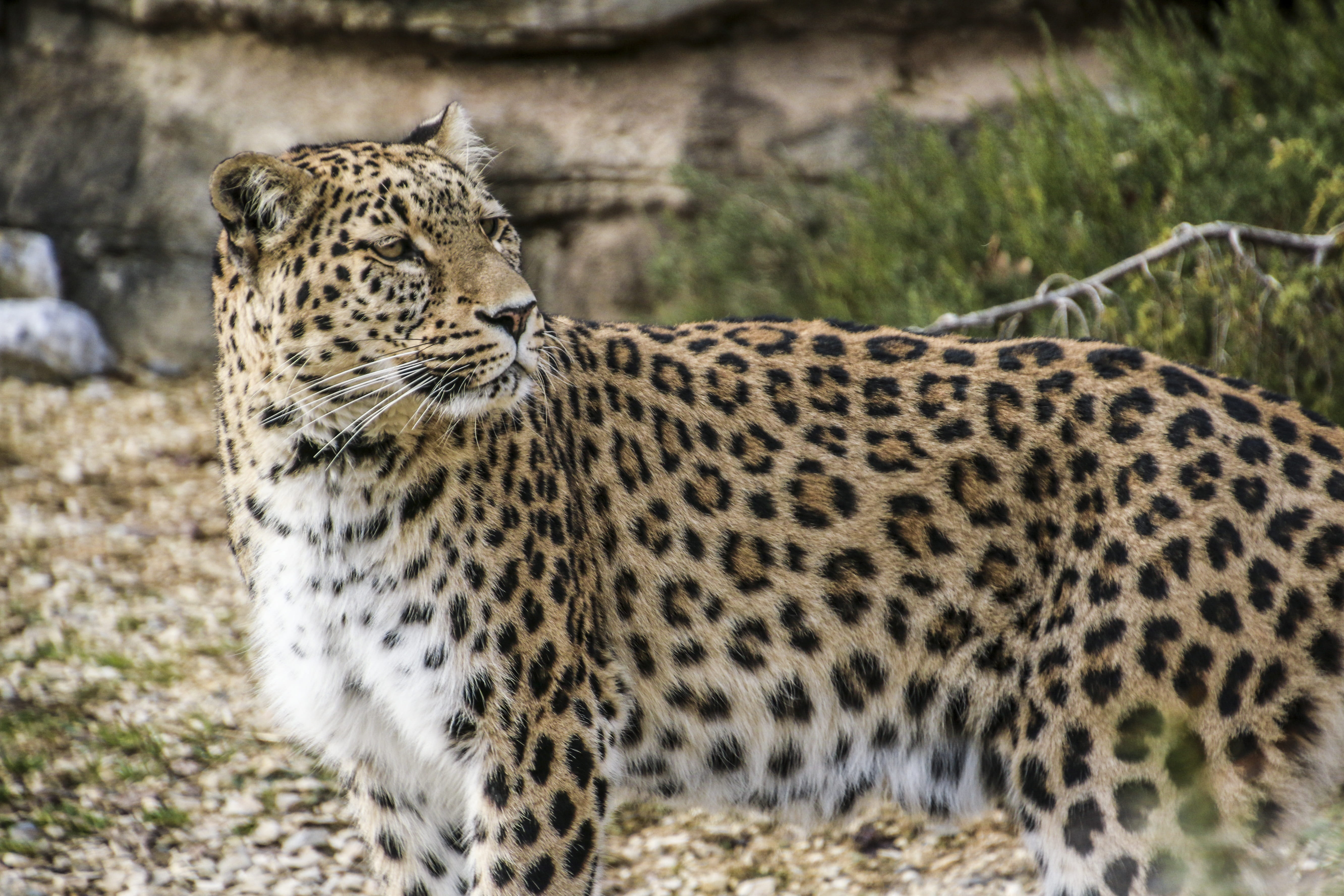 looking away, mieze, vertebrate, mammal, carnivora, animals Hunting, close, cheetah, endangered Species, cat, nature, expression, day, looking, undomesticated Cat, HD Wallpaper