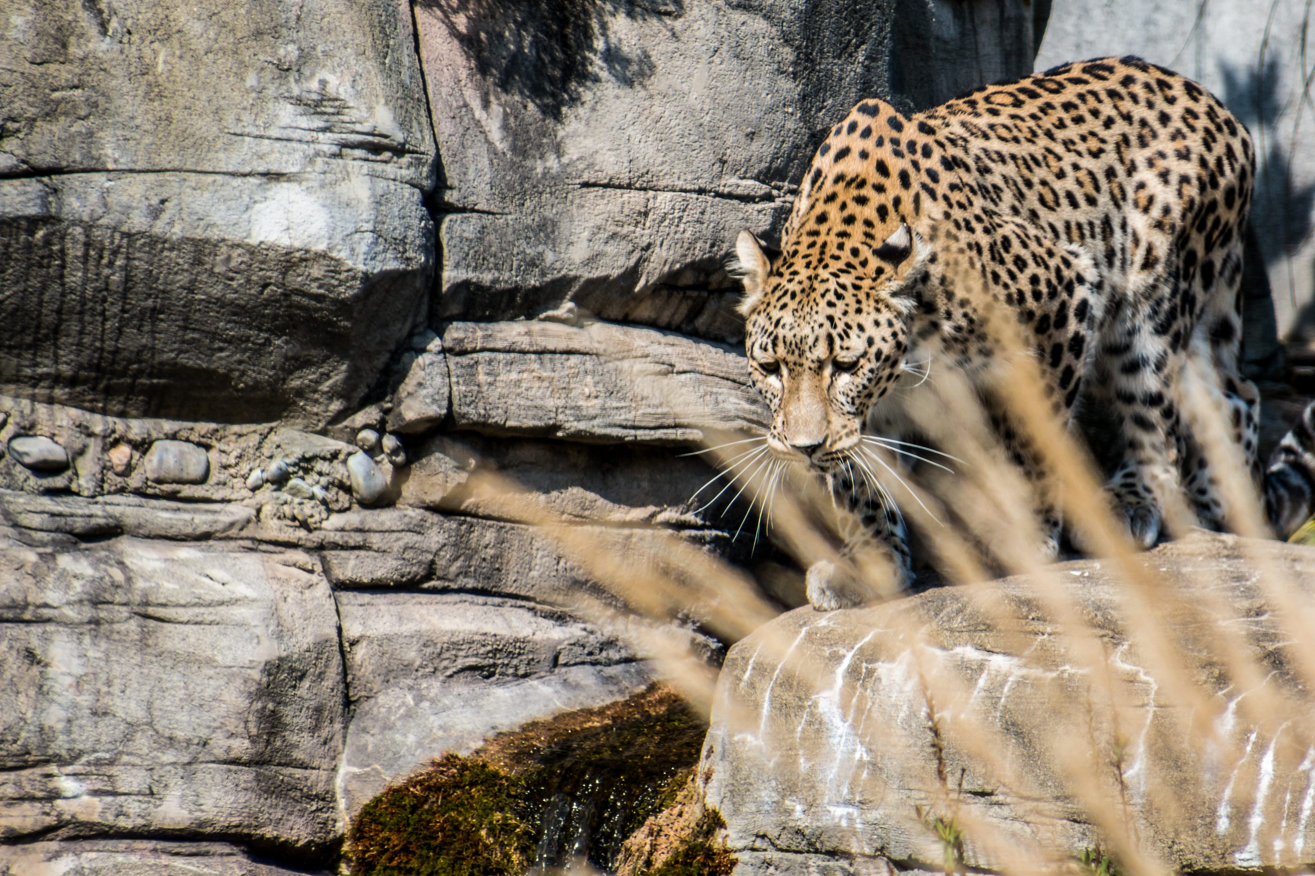 no people, animals in the wild, big cat, zoo, feline, mammal, sneak, vertebrate, 4K, leopard, Portrait, Persian Leopard, expression, cheetah, spotted, HD Wallpaper