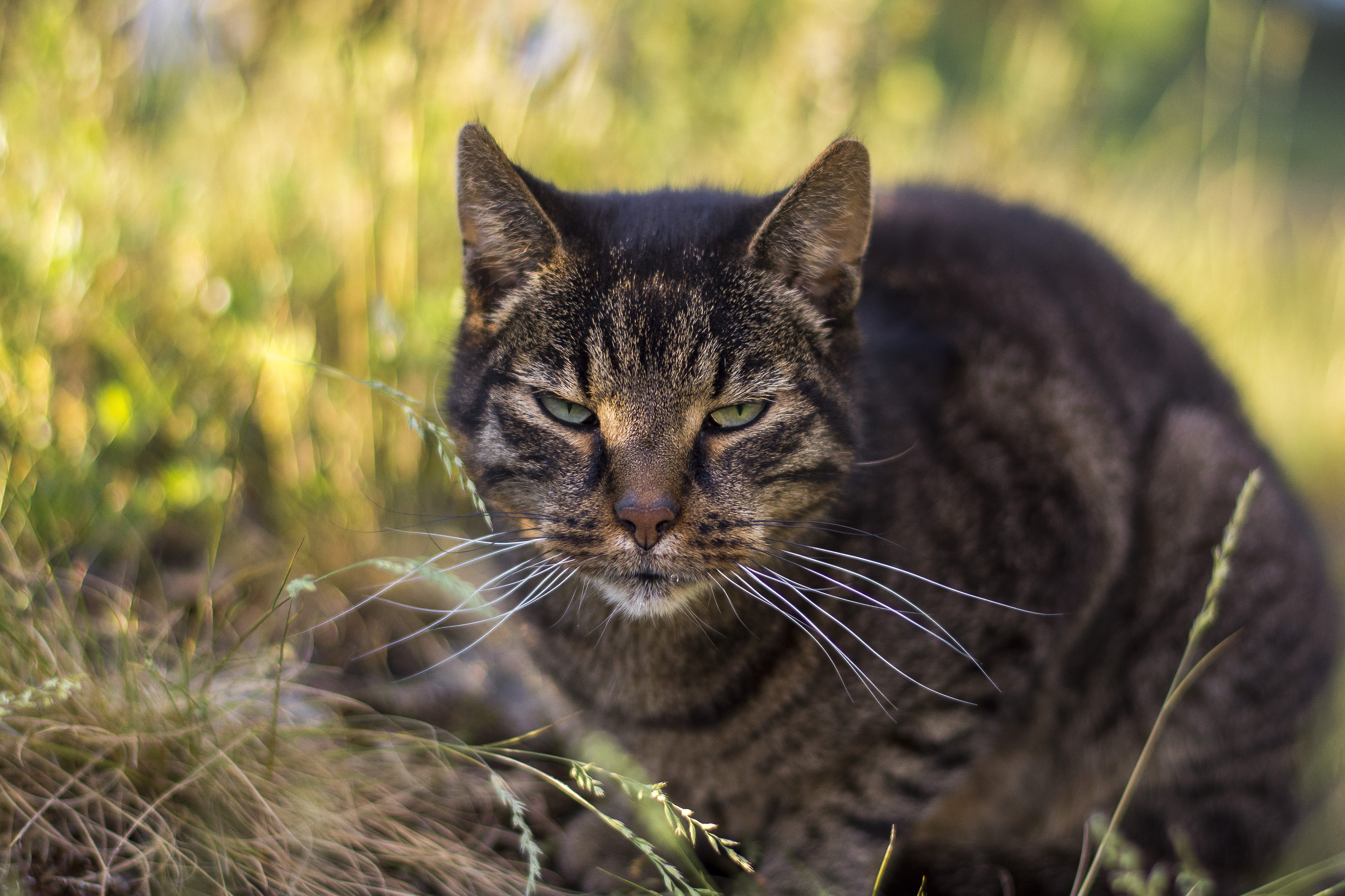 domestic animals, hisingen, animal eye, grass, one animal, animal themes, animal, looking, 5K, looking at camera, portrait, no people, whisker, animal head, HD Wallpaper