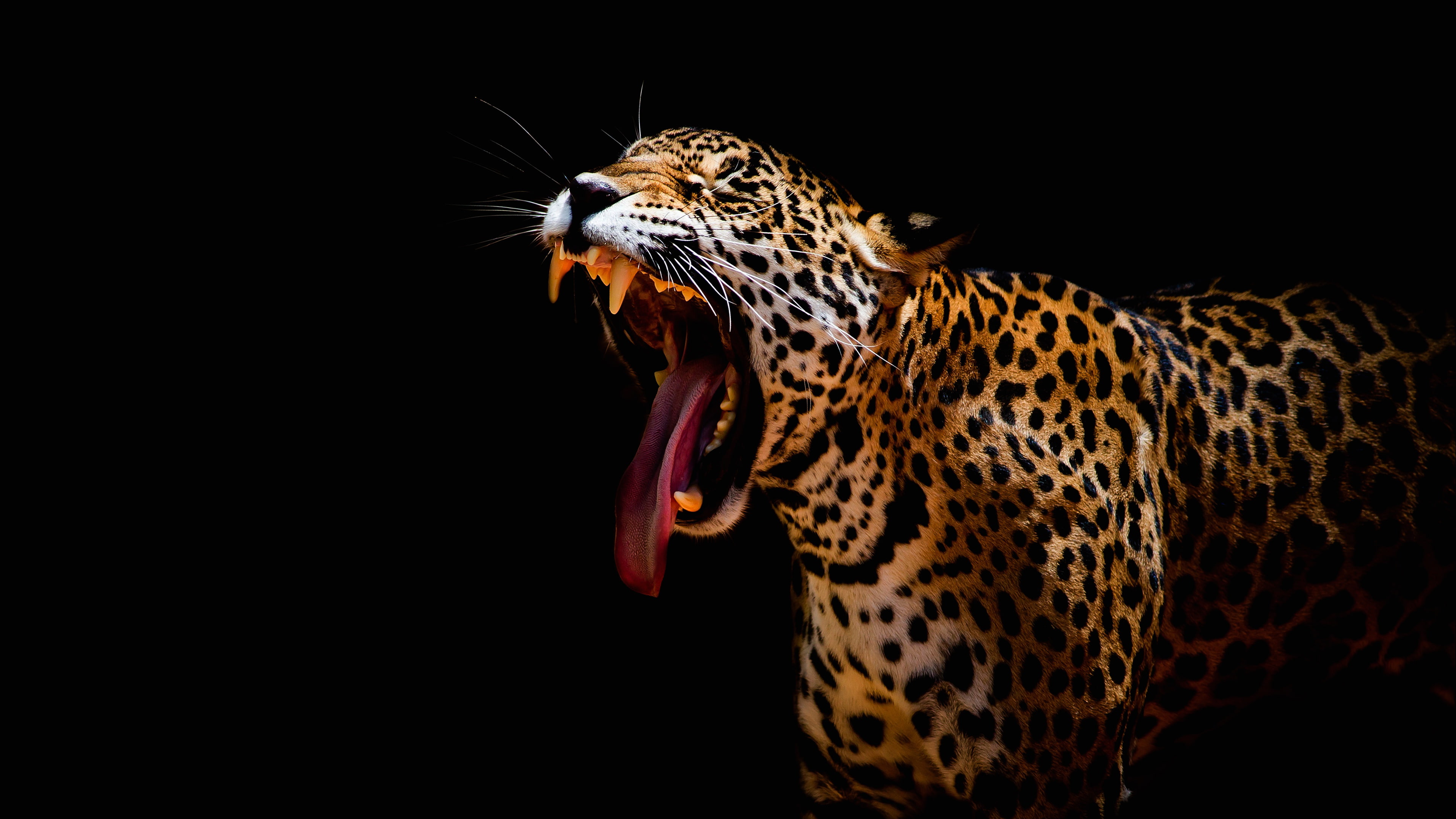 Leopard, Yawning, 4K, Dark background, 4K, HD Wallpaper
