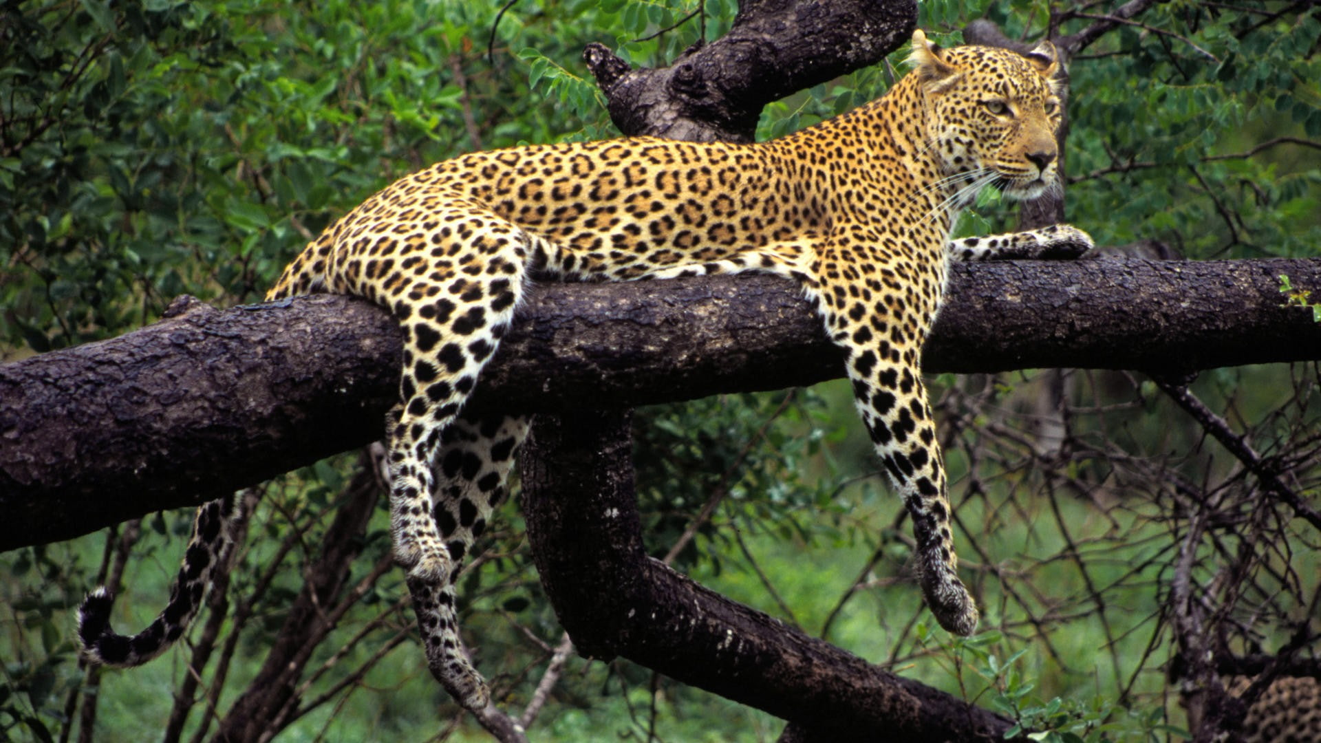 leopard, animals, 1080P, leopard (animal), HD Wallpaper