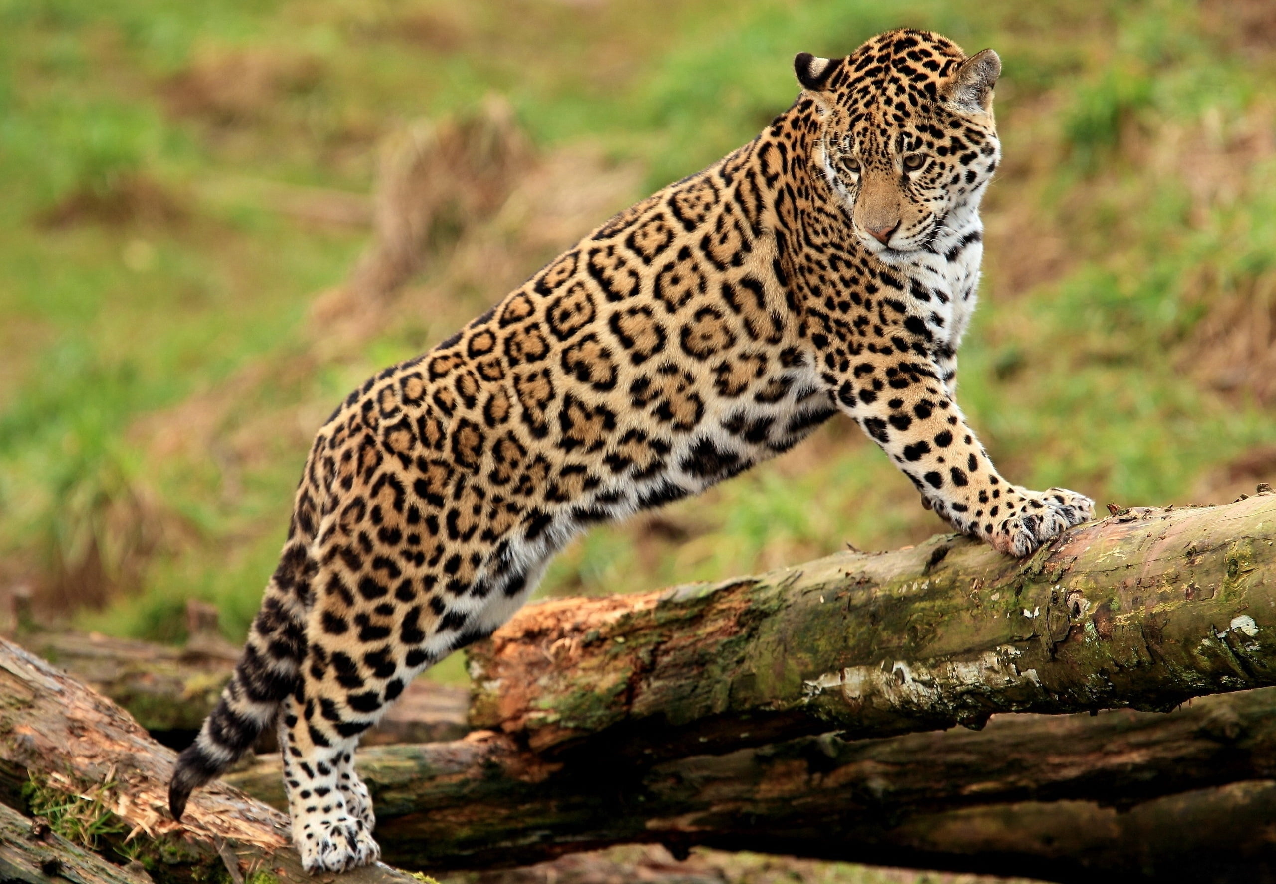 animal, mammal, day, vertebrate, animal themes, looking, feline, 2K, beauty In Nature, tree, safari, animals And Pets, nature, endangered Species, survival, HD Wallpaper