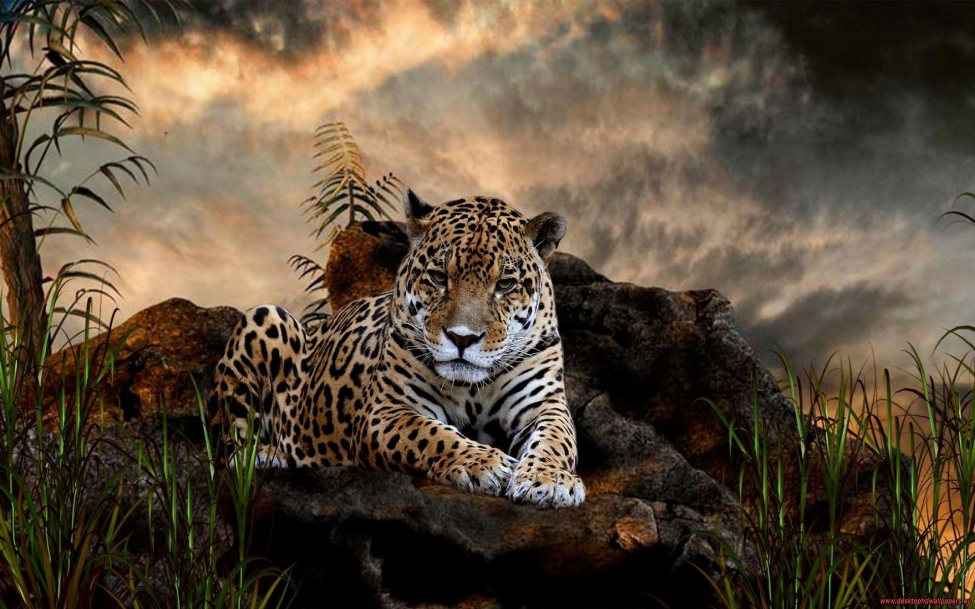 carnivora, jaguars, tree, big cats, big cat, 1080P, no people, undomesticated cat, vertebrate, one animal, cloud - sky, nature, animal wildlife, cat, sky, HD Wallpaper