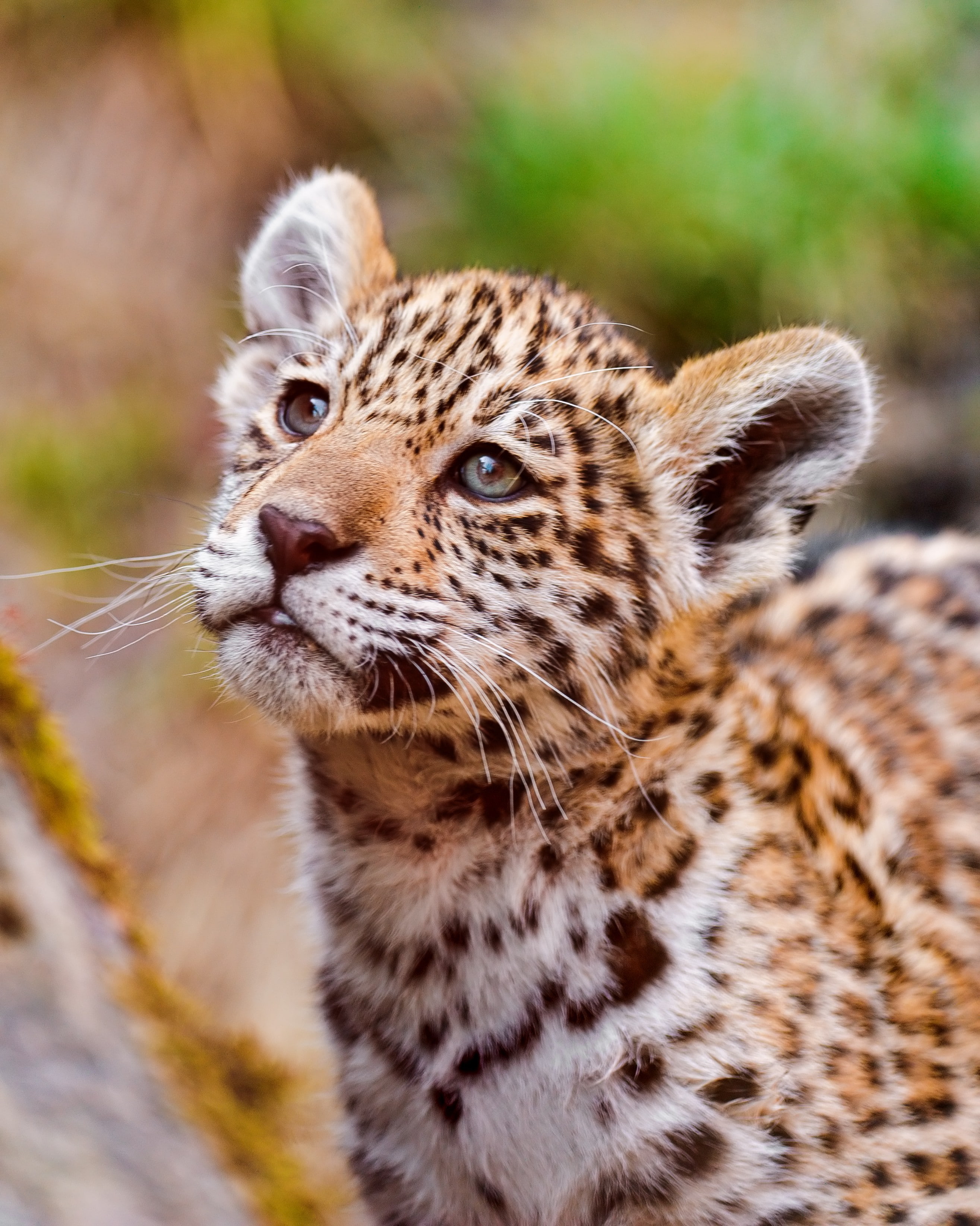 one animal, looking at camera, cat, undomesticated cat, no people, portrait, young animal, spotted, animals in the wild, mammal, 2K, animals, whisker, Phone HD Wallpaper