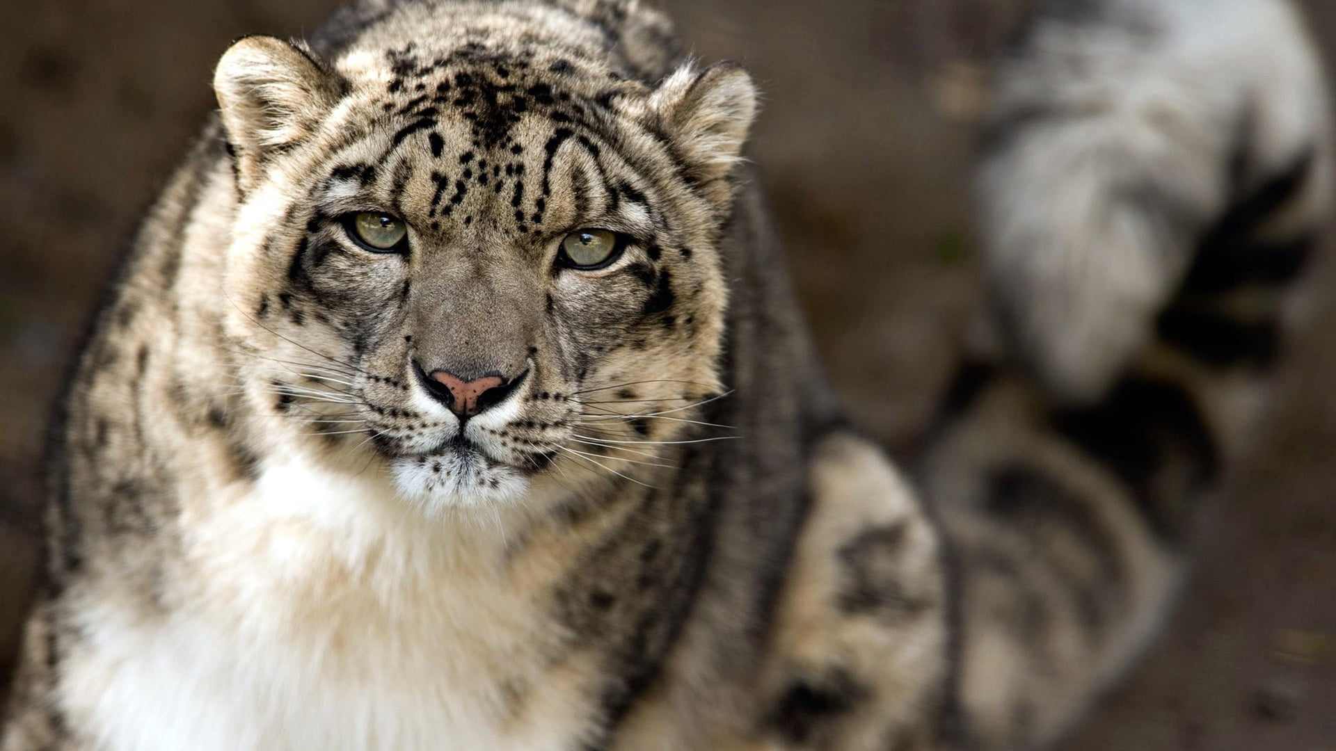 animals, 1080P, focus on foreground, feline, jaguar, portrait, cat, no people, predator, mammal, one animal, whisker, animal wildlife, leopard, vertebrate, HD Wallpaper