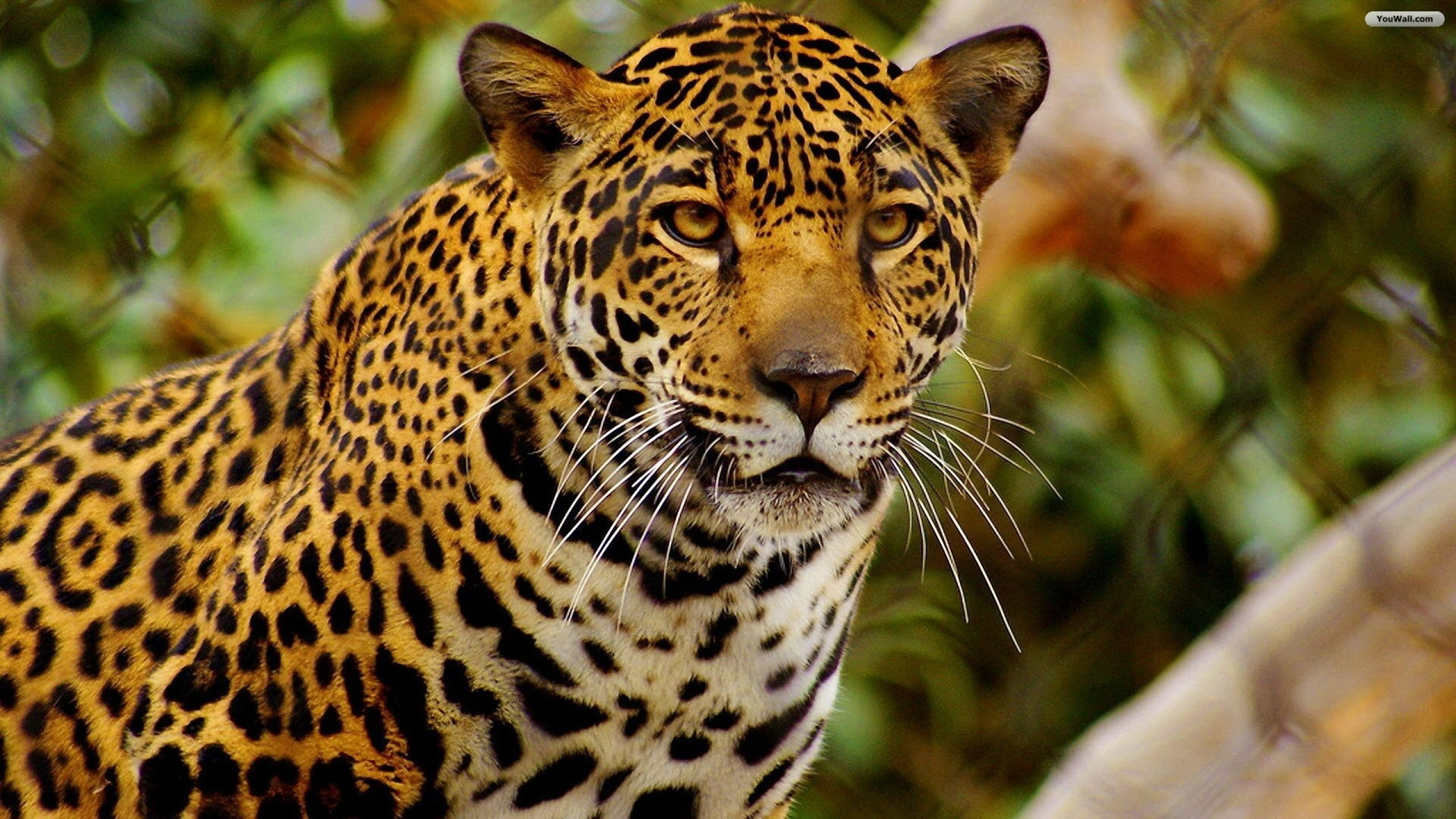 animals, mammals, 2K, jaguars, feline, big cats, HD Wallpaper
