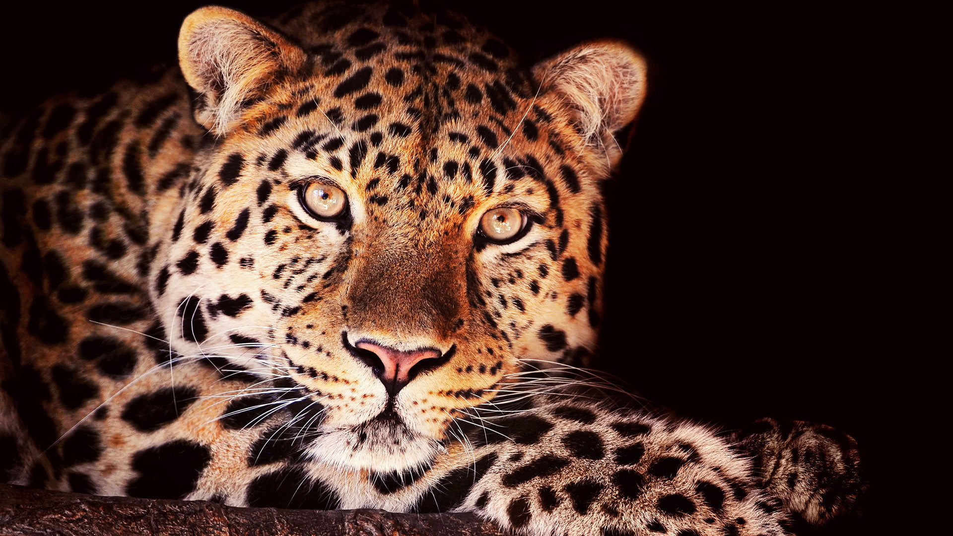 jaguar, animals, wild, animal, 1080P, cat, animal skin, leopard, big cat, feline, fur, HD Wallpaper