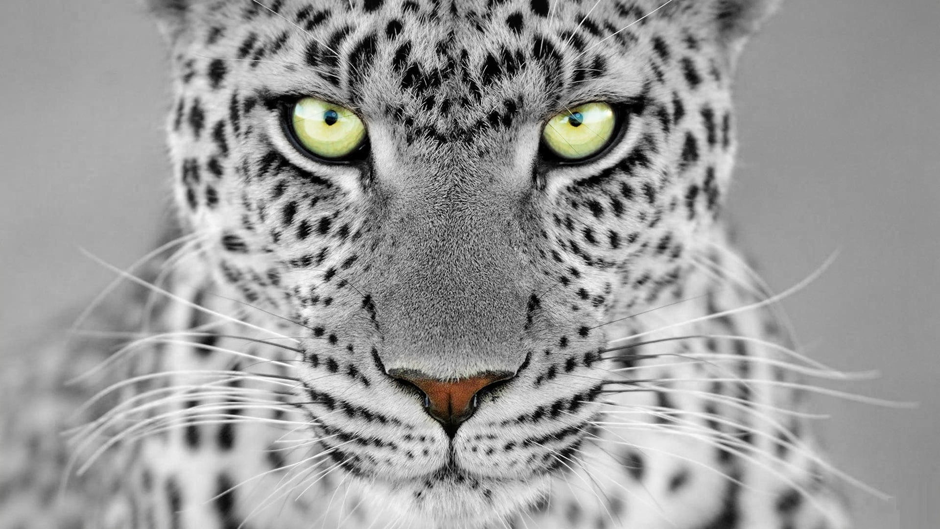 animal wildlife, selective coloring, looking at camera, animal eye, yellow eyes, animal head, feline, cat, animal themes, close-up, pets, animals in the wild, HD Wallpaper