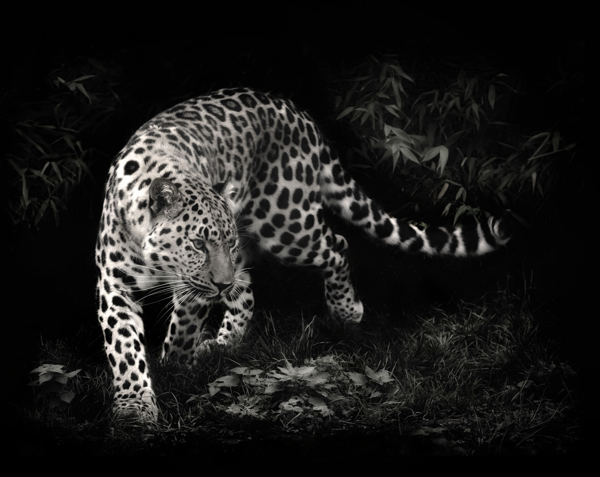 leopard (animal), leopard, photo manipulation, 1080P, animals, HD Wallpaper