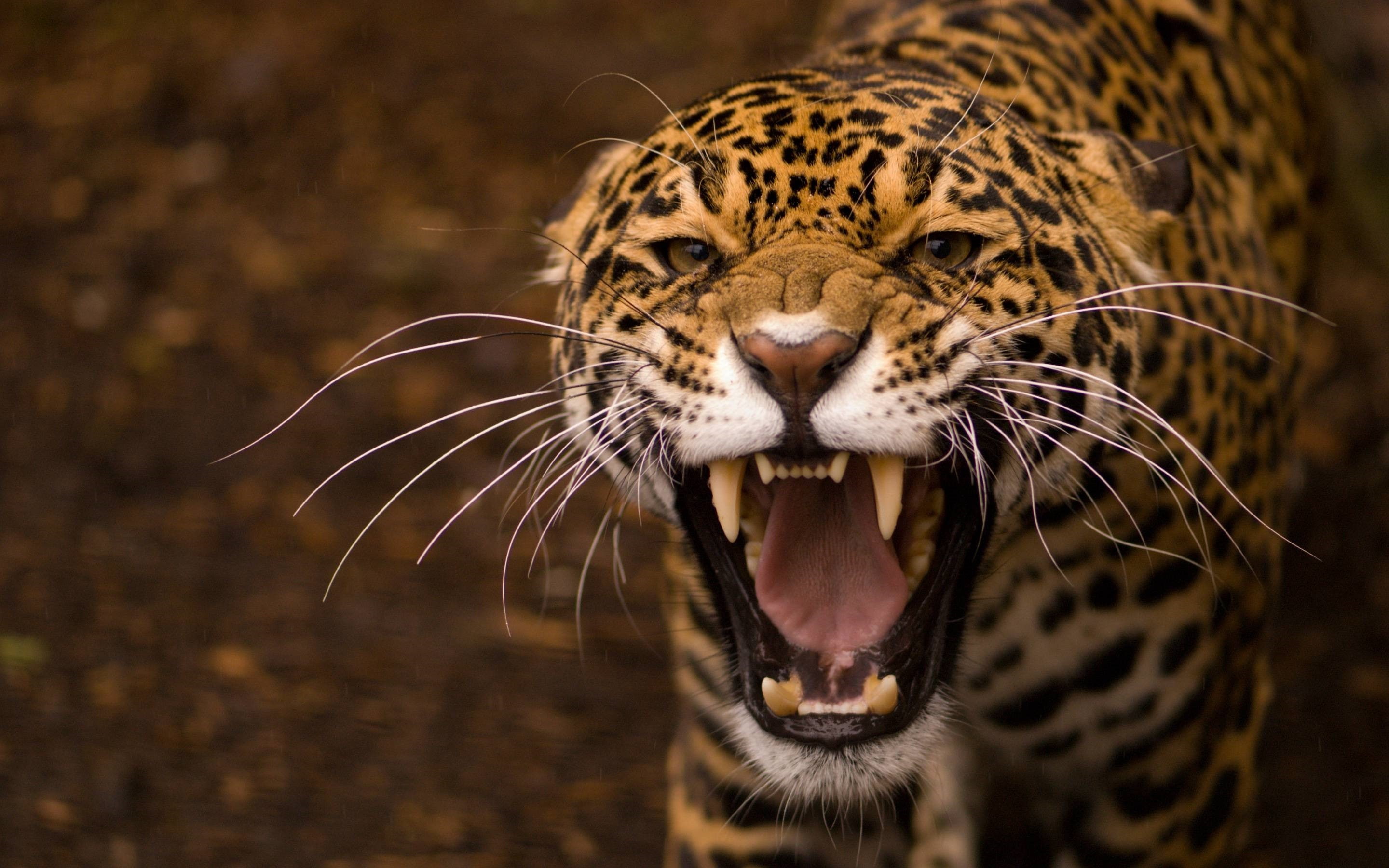 leopard (animal), leopard, animals, 2K, HD Wallpaper