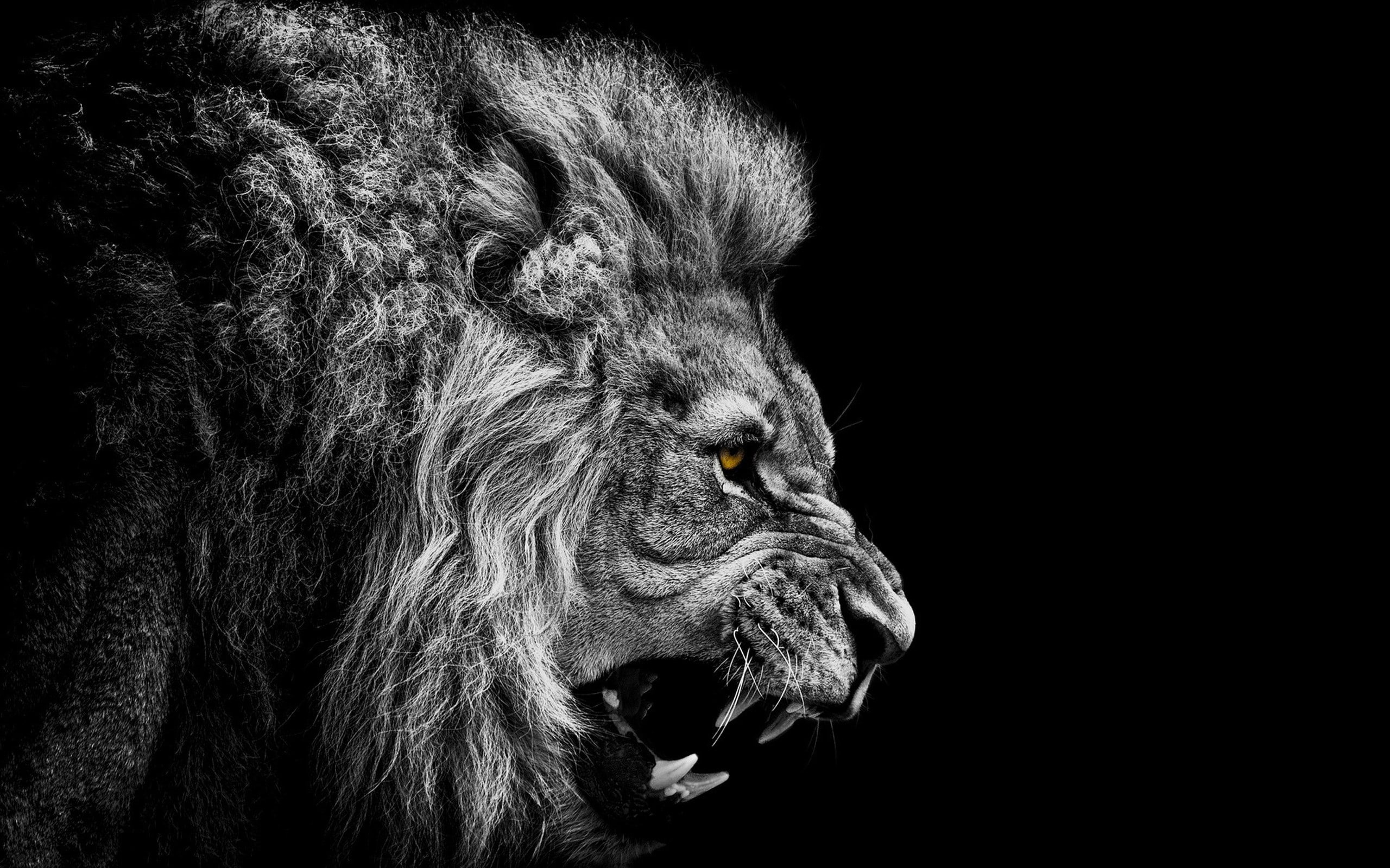 2K, selective coloring, black, Africa, animals, lion, big cats, artwork, photography, HD Wallpaper