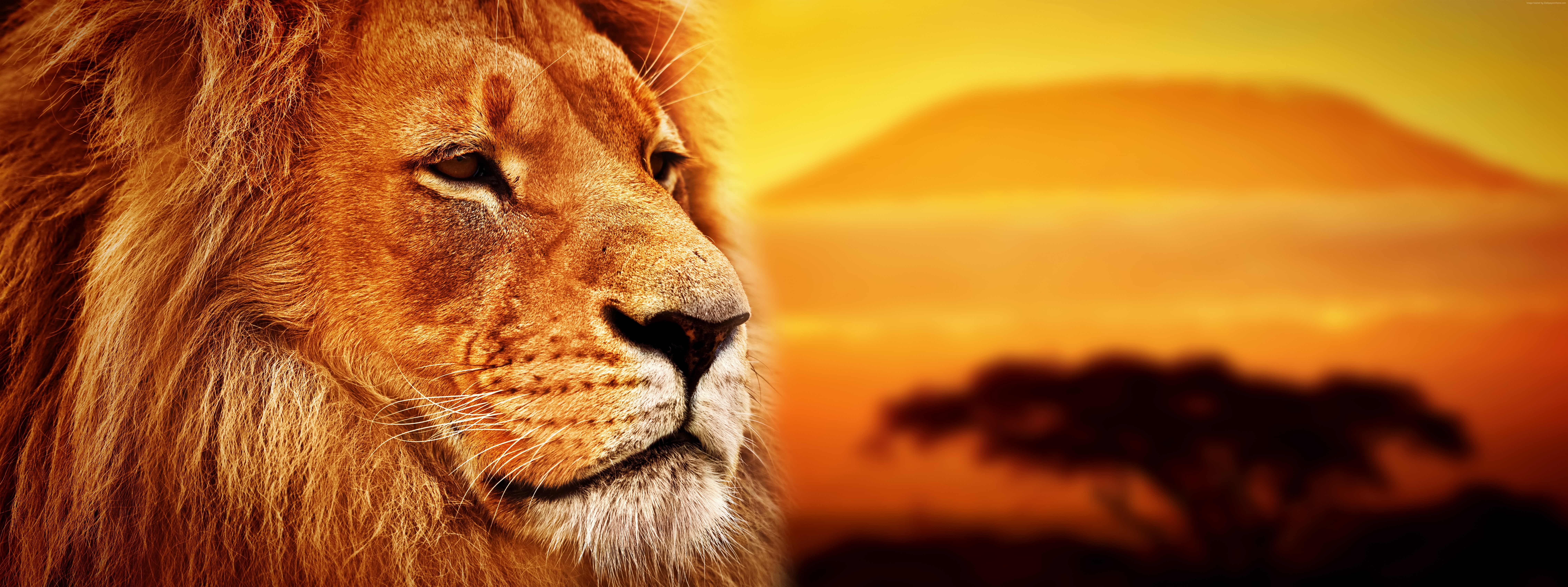 8K, 8k, lion, Savanna, HD Wallpaper
