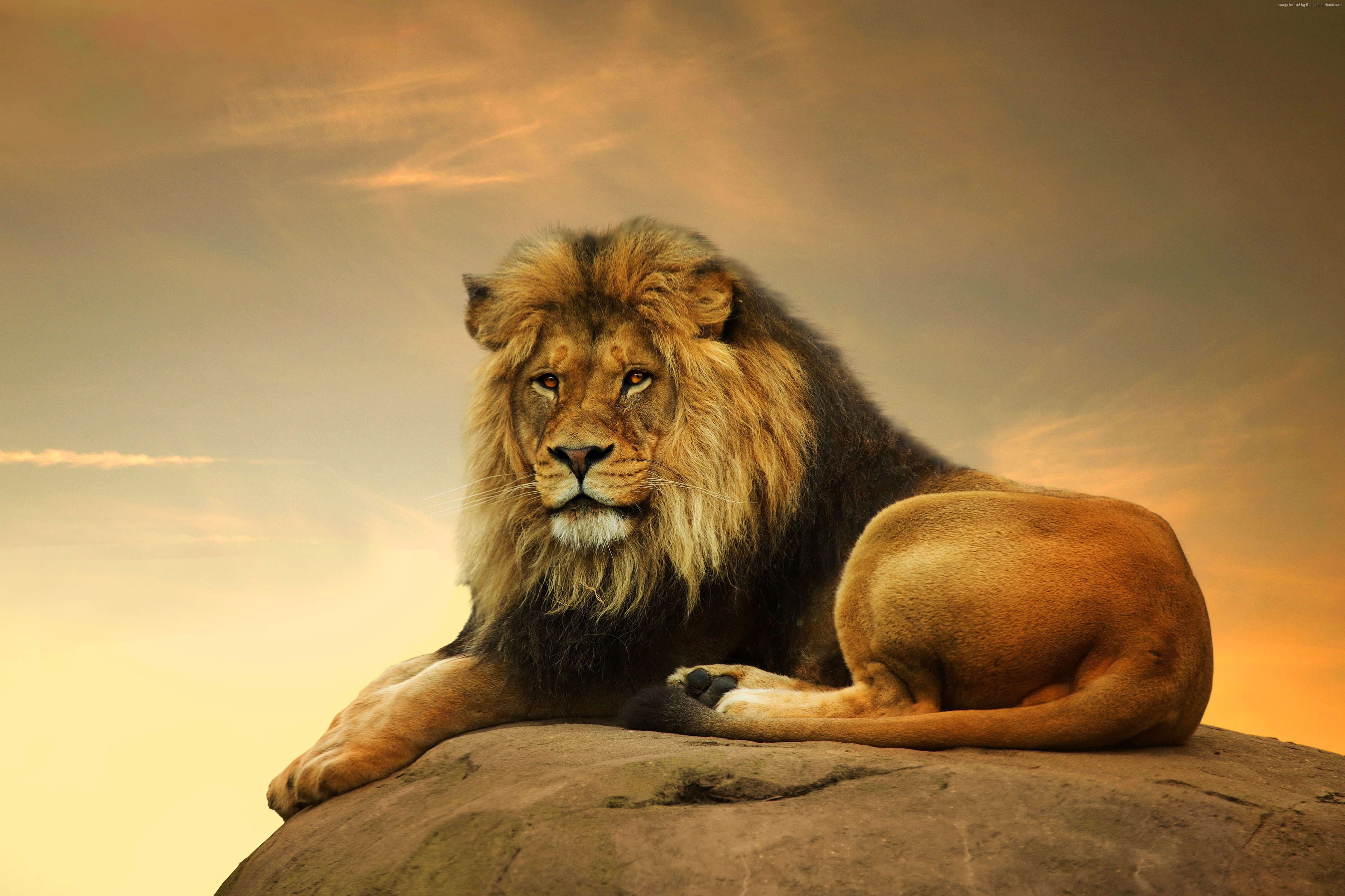 4K, savanna, cute animals, Lion, HD Wallpaper