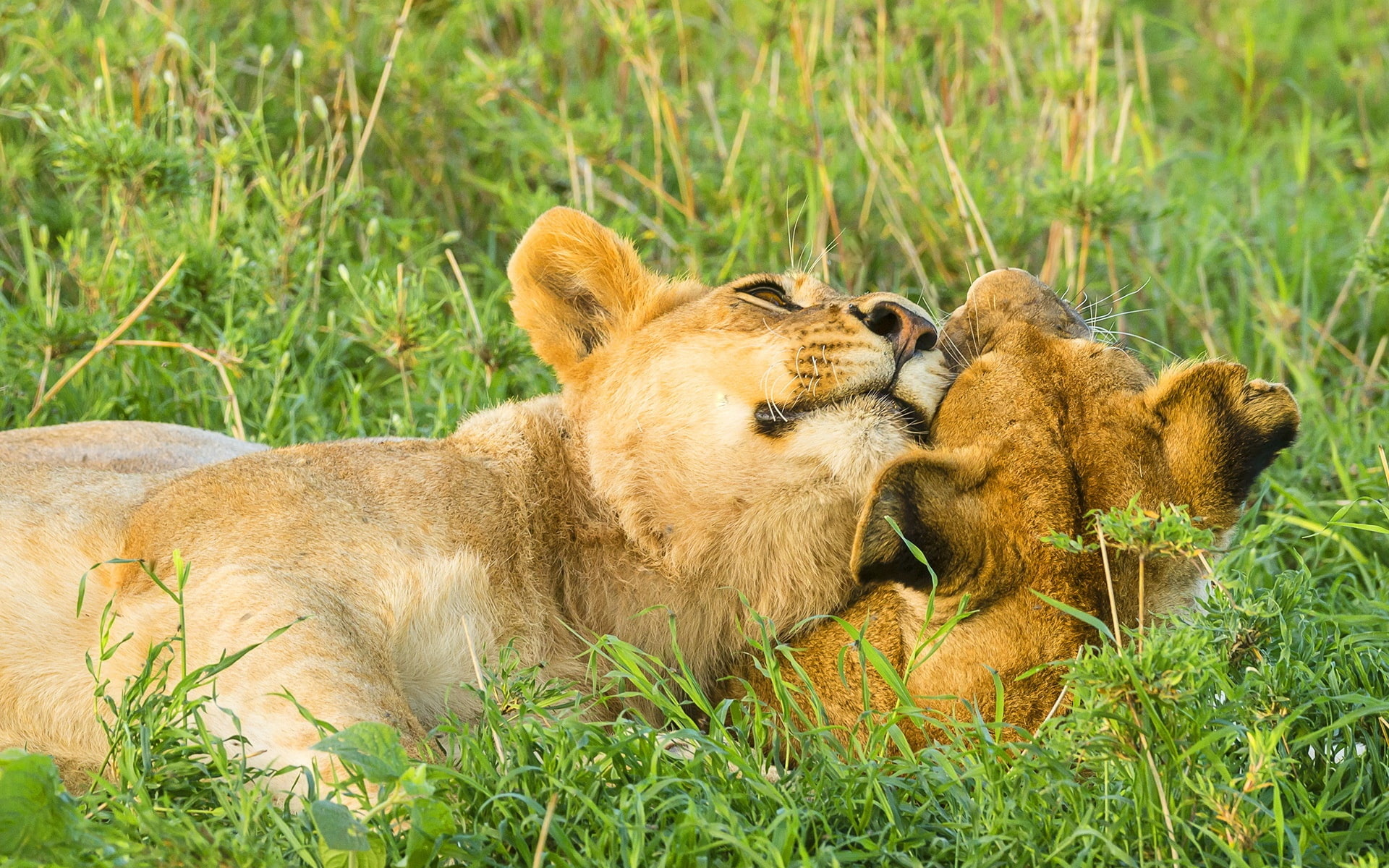 Play, Two, Lions, Savanna, 1080P, HD Wallpaper