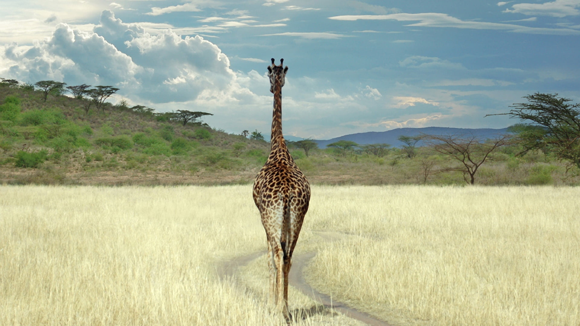 animal themes, bush, wildlife, animal neck, masai Mara, brown, animals In The Wild, savannah, scenics, masai Mara National Reserve, animal wildlife, vertebrate, HD Wallpaper