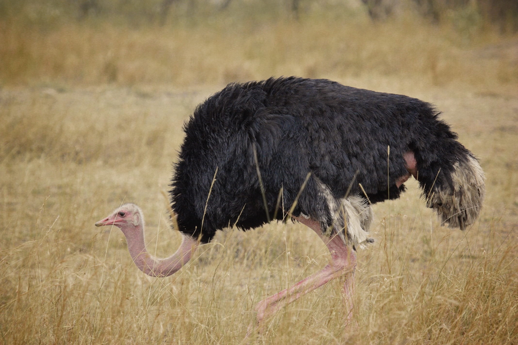 wildlife, no people, nature, profile view, landscape, plant, savanna, africa, wild, side view, south africa, animal, land, ostrich, safari, day, one animal, HD Wallpaper