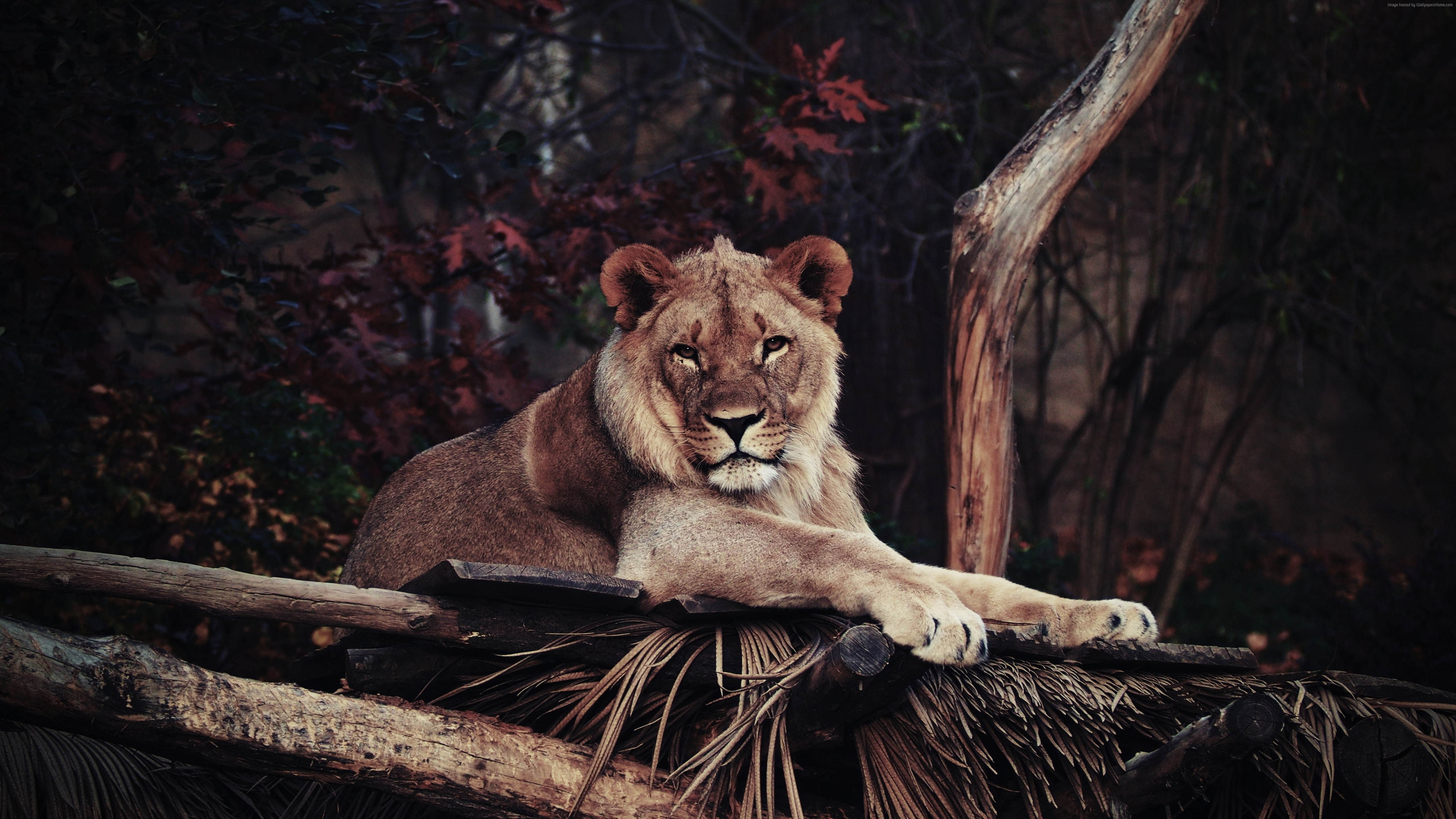 savanna, lion, 5K, 5k, HD Wallpaper