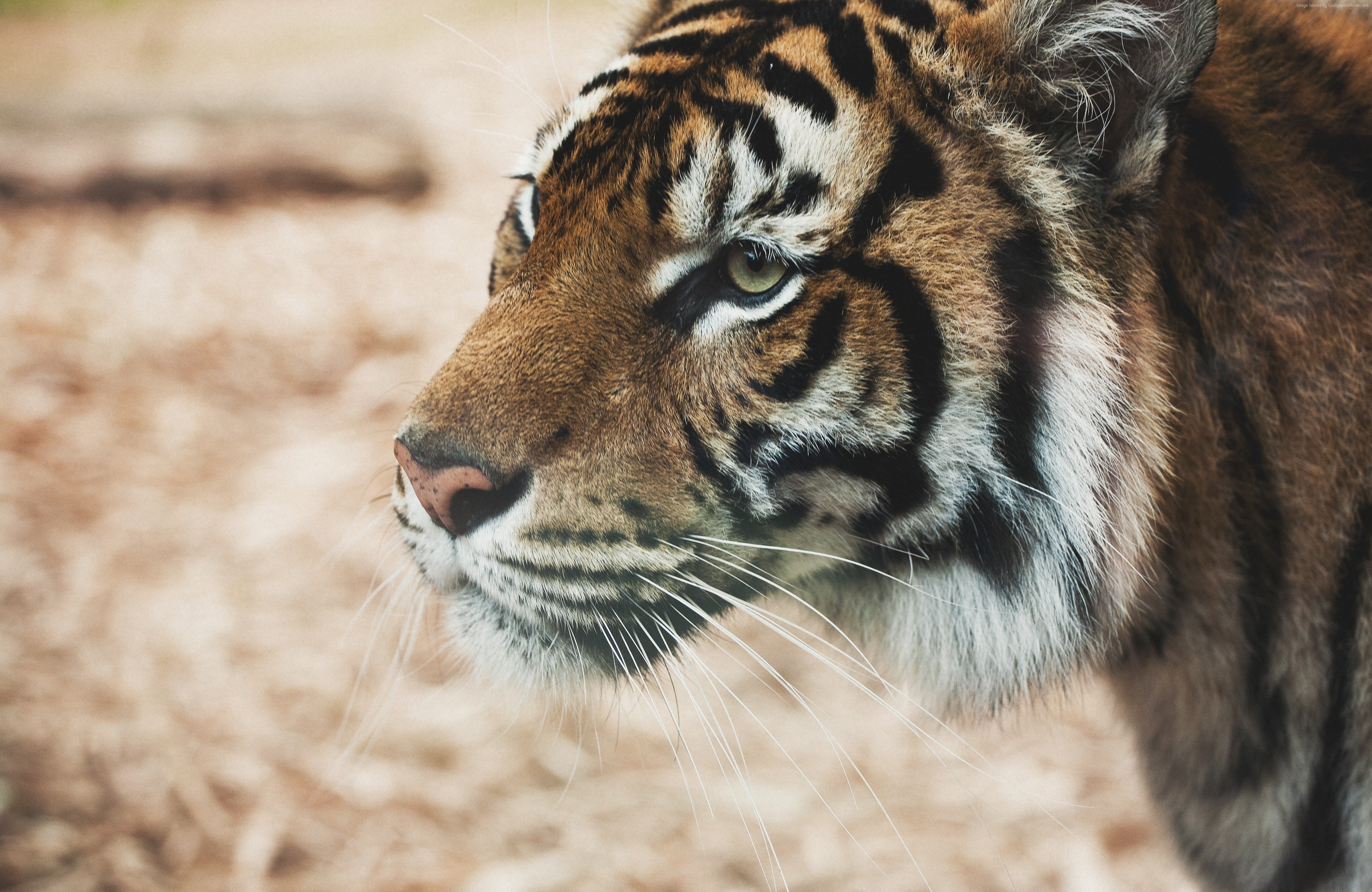 Tiger, savanna, cute animals, 4K, look, HD Wallpaper