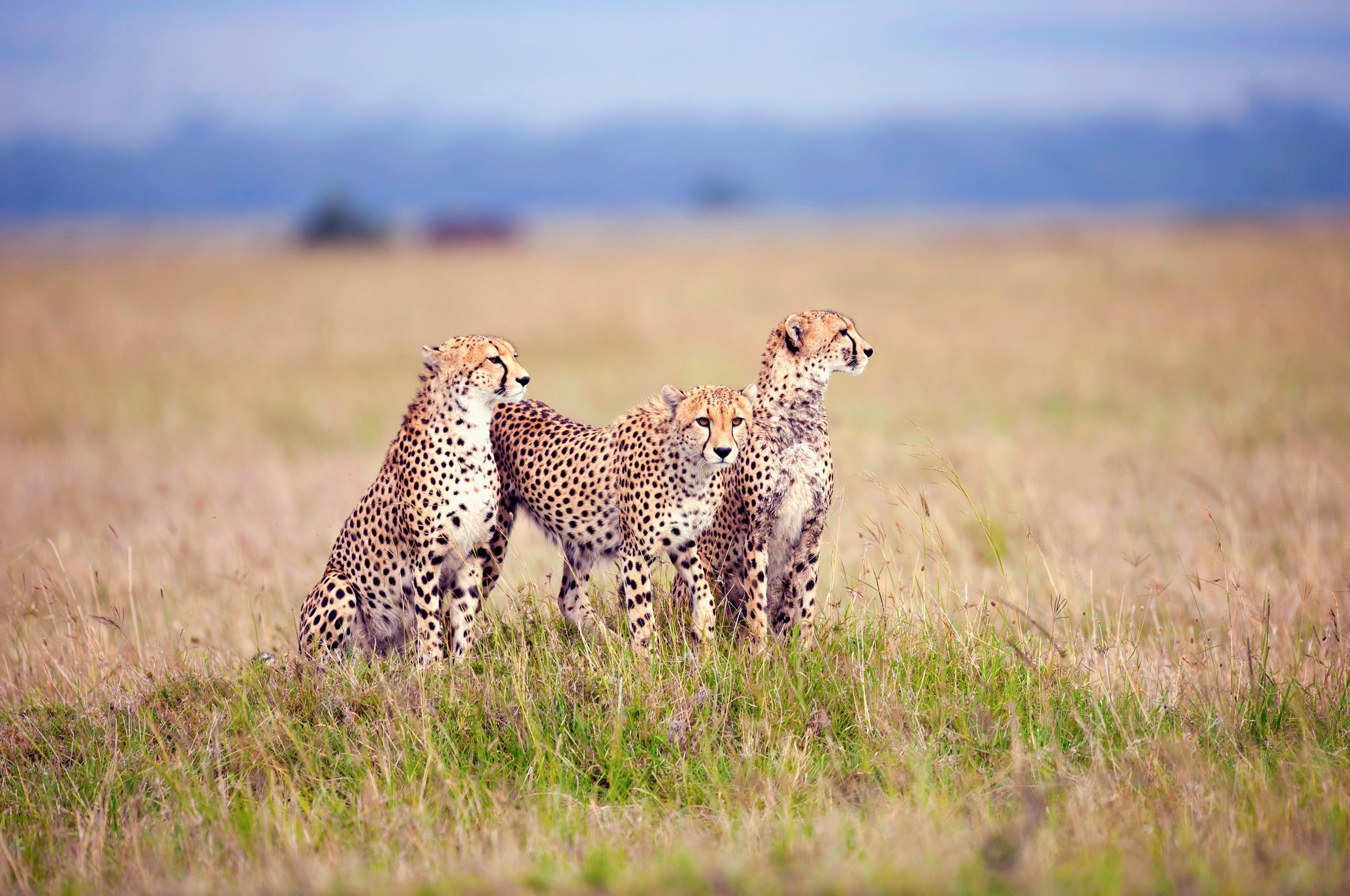 wildlife, animals, 2K, cheetah, cheetahs, savanna, HD Wallpaper