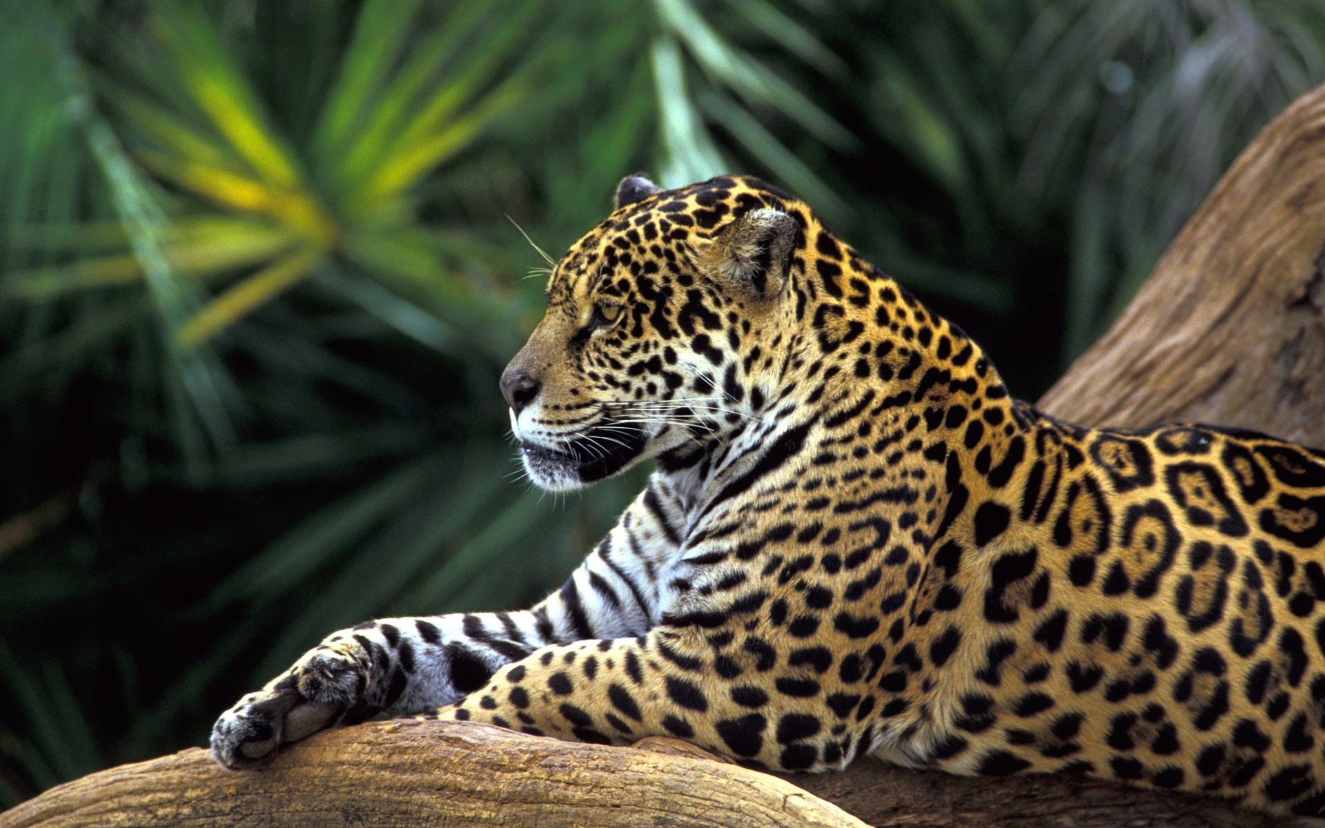 big cats, wildlife, feline, animals, 1080P, mammals, jaguars, HD Wallpaper