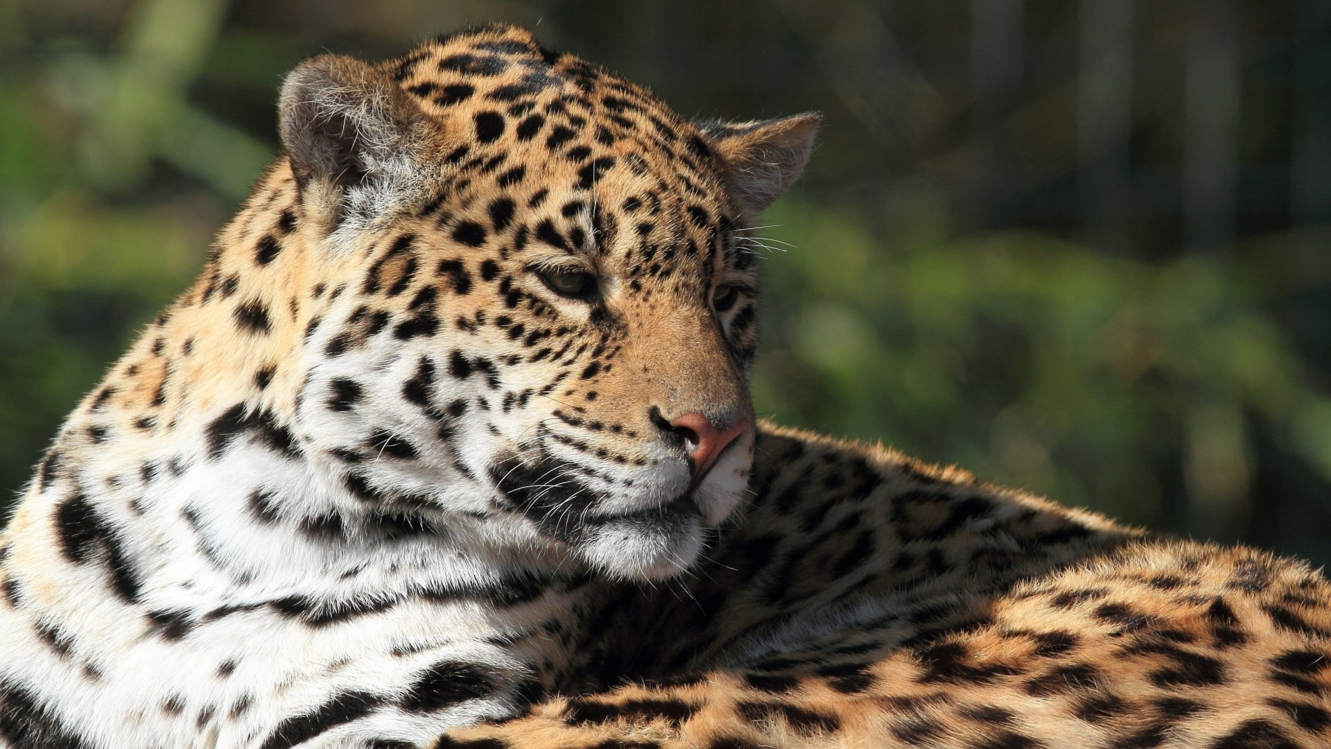 animals, leopard, leopard (animal), mammals, 1080P, big cats, HD Wallpaper