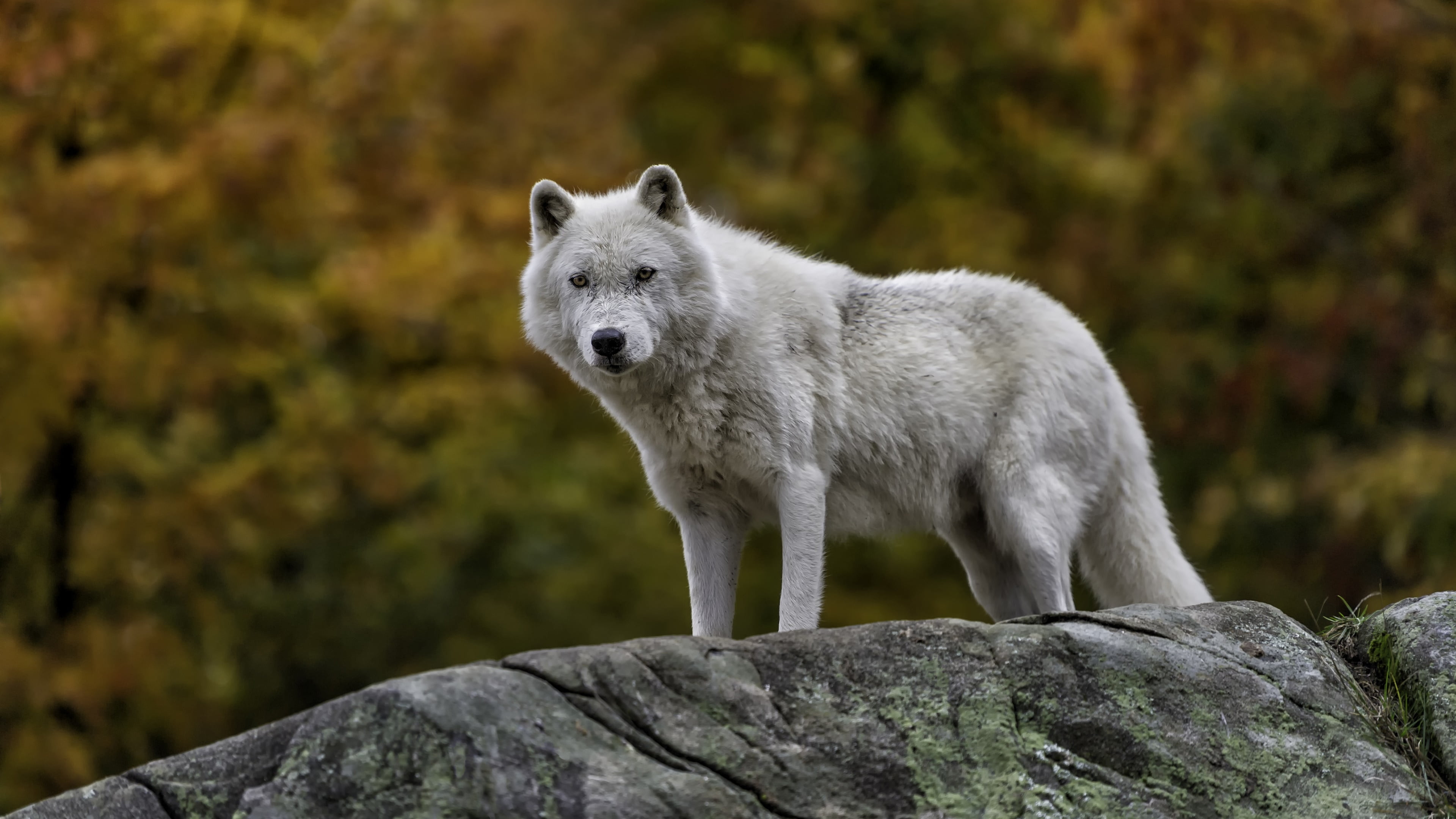 animal themes, rock, one animal, animals in the wild, mammal, wildlife, canis lupus tundrarum, wilderness, land, nature, wolf, animal wildlife, focus on foreground, HD Wallpaper