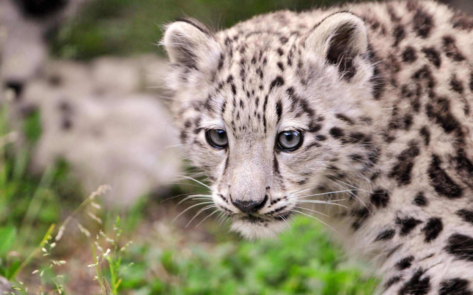 cub, animals, cute, cats, snow, leopard, photography, 1080P, ii, sweet, HD Wallpaper