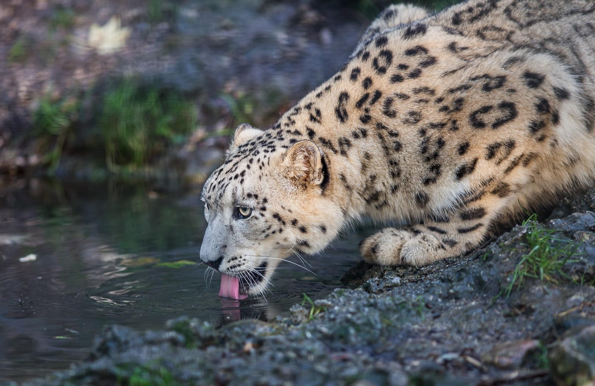 wild cat, leopard, snow, wild, predator, cat, 1080P, snow leopard, HD Wallpaper