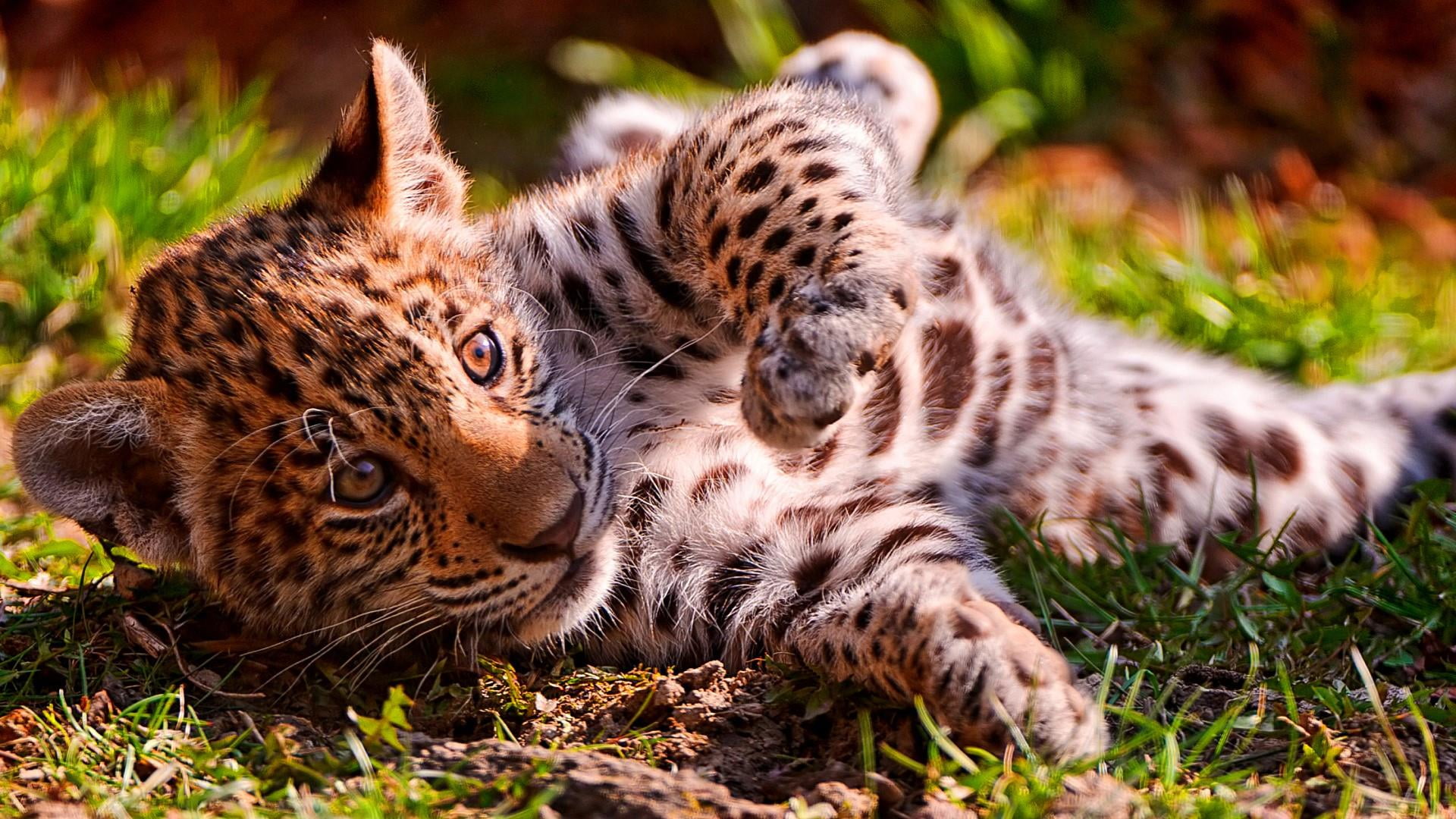 nature, wild animal, cub, one animal, feline, young animal, plant, 1080P, cute, animals in the wild, big cat, no people, relaxation, lying down, outdoors, HD Wallpaper