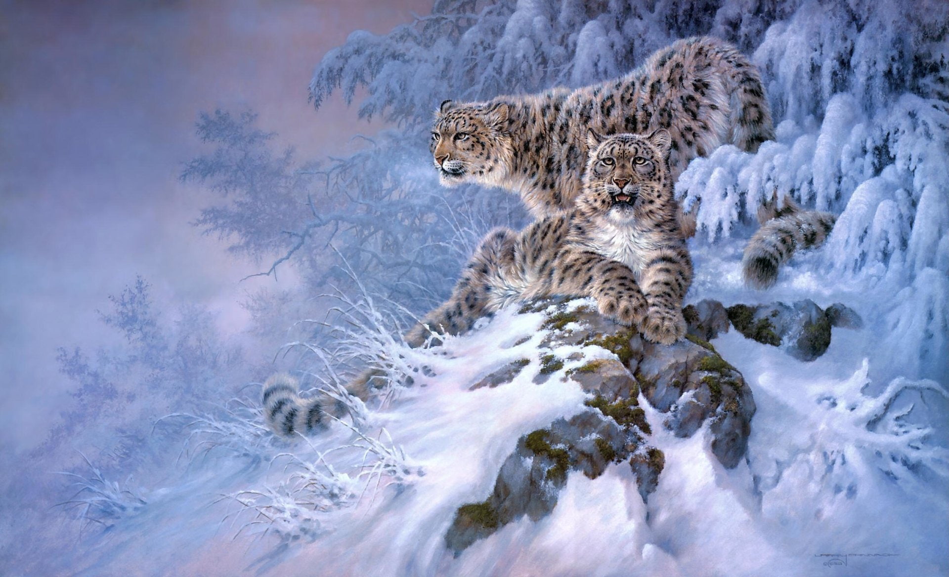 1080P, Snow Leopard, Cats, HD Wallpaper