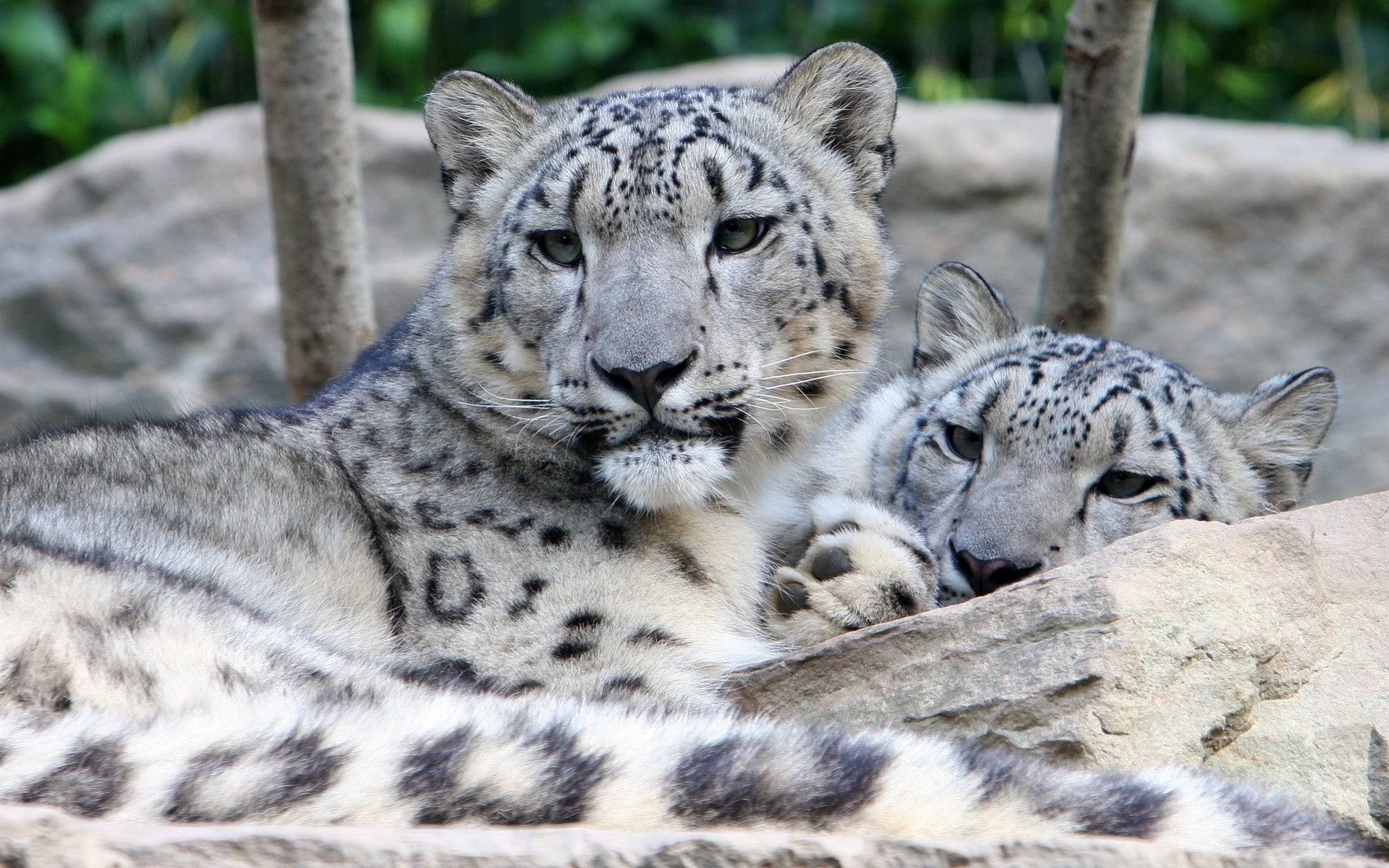 1080P, animals, leopard (animal), snow leopards, HD Wallpaper