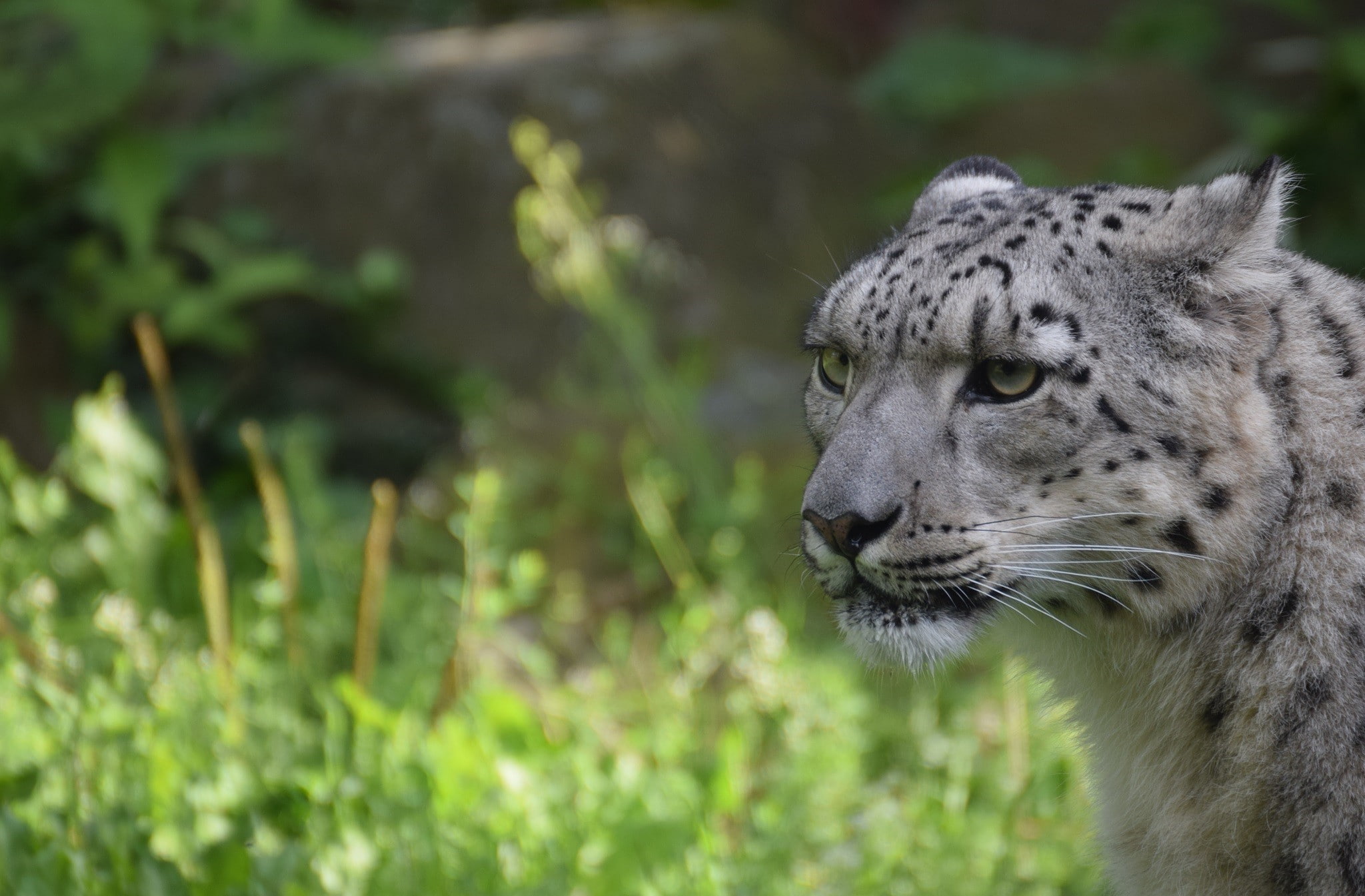 leopard (animal), 1080P, snow leopards, animals, HD Wallpaper