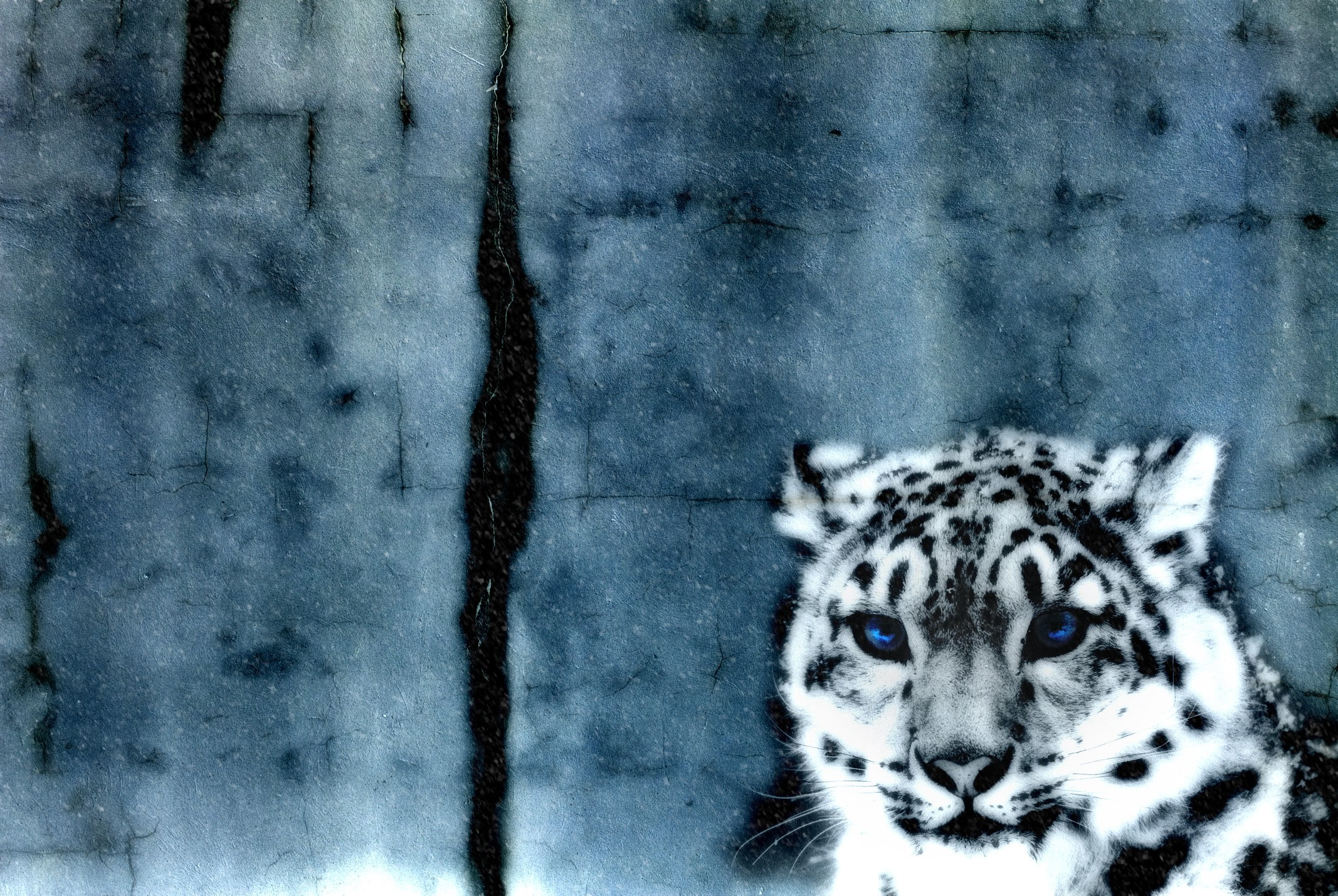 1080P, snow, animals, leopard, HD Wallpaper