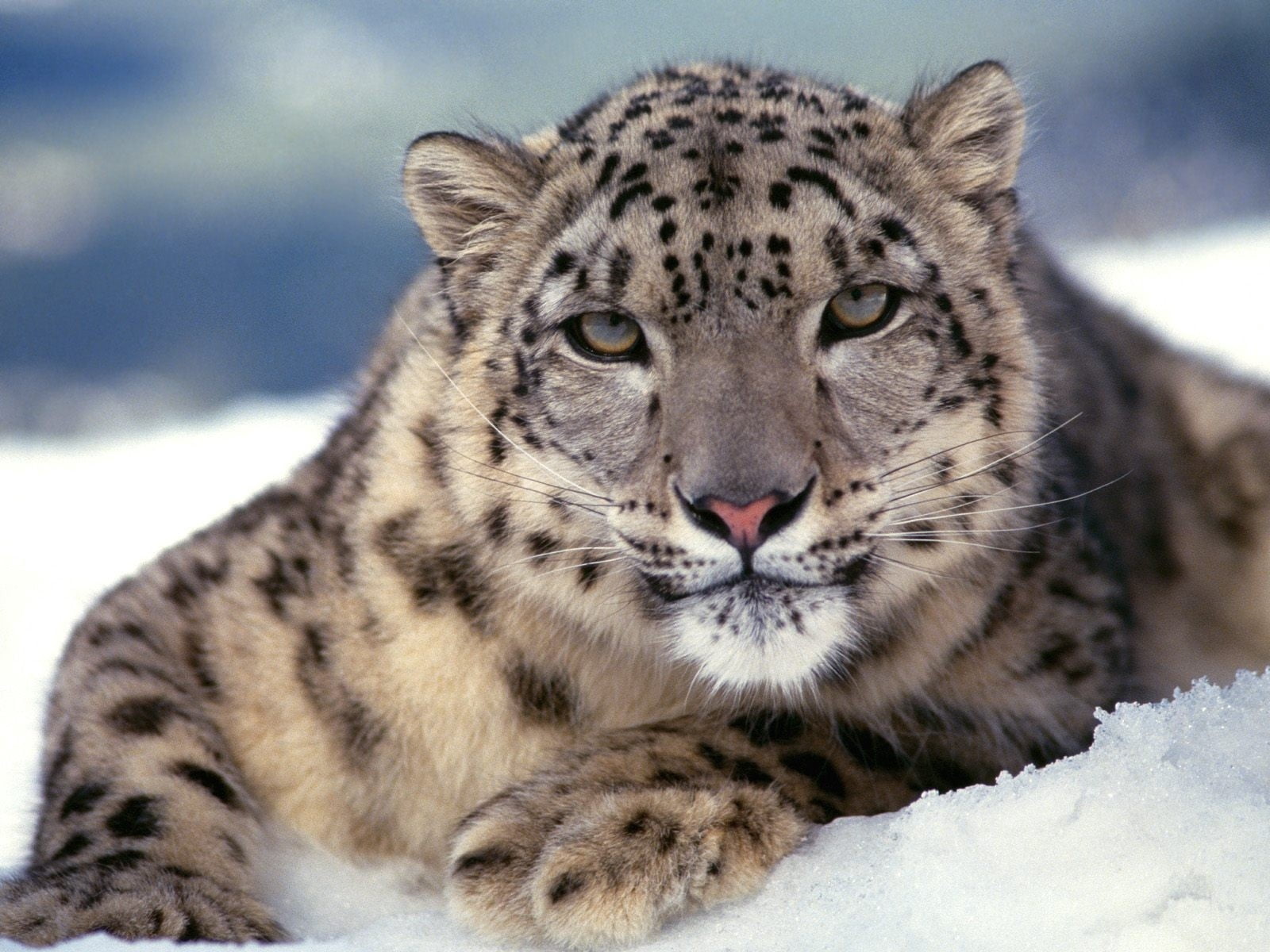 snow, color, close-up, color Image, undomesticated Cat, whisker, predator, one animal, snow leopard, tiger, endangered Species, prowling, no People, animal Head, HD Wallpaper