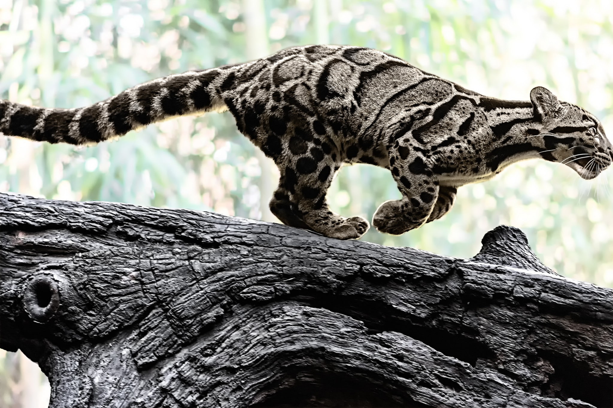 clouded, leopard, Nature, 1080P, log, wild cat, clouded leopard, predator, amazing, color, HD Wallpaper