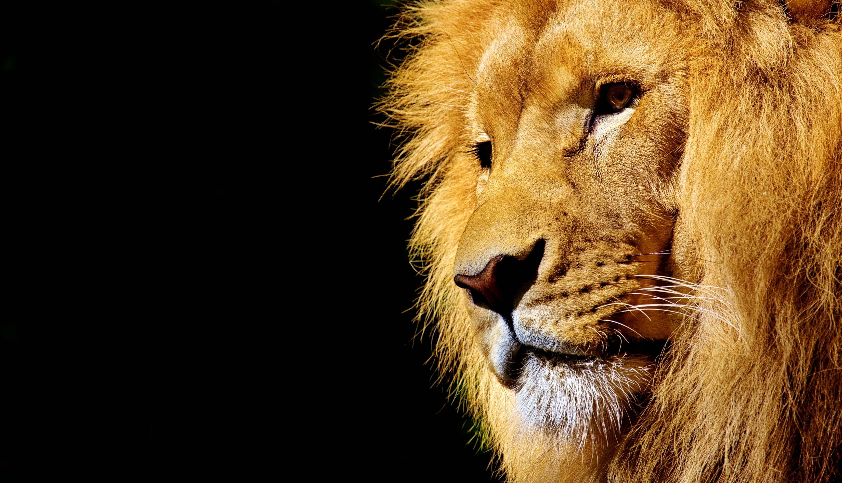 wild, africa, animal, wildcat, dangerous, 2K, lion, HD Wallpaper