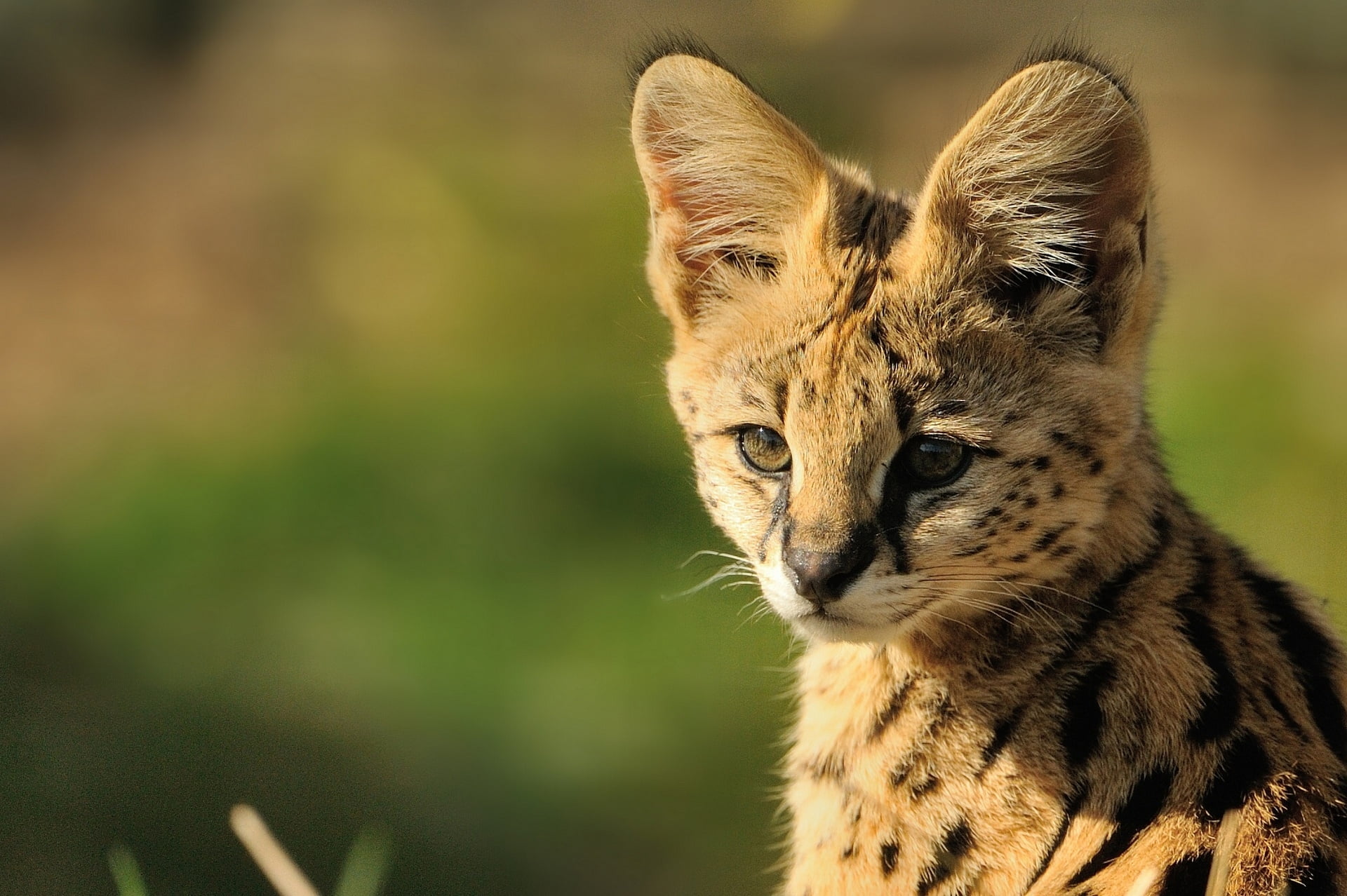 mammal, carnivore, animal wildlife, cub, animal head, no people, whisker, animal, wildlife, cute, muzzle, cheetah, 1080P, fur, beautiful, focus on foreground, HD Wallpaper