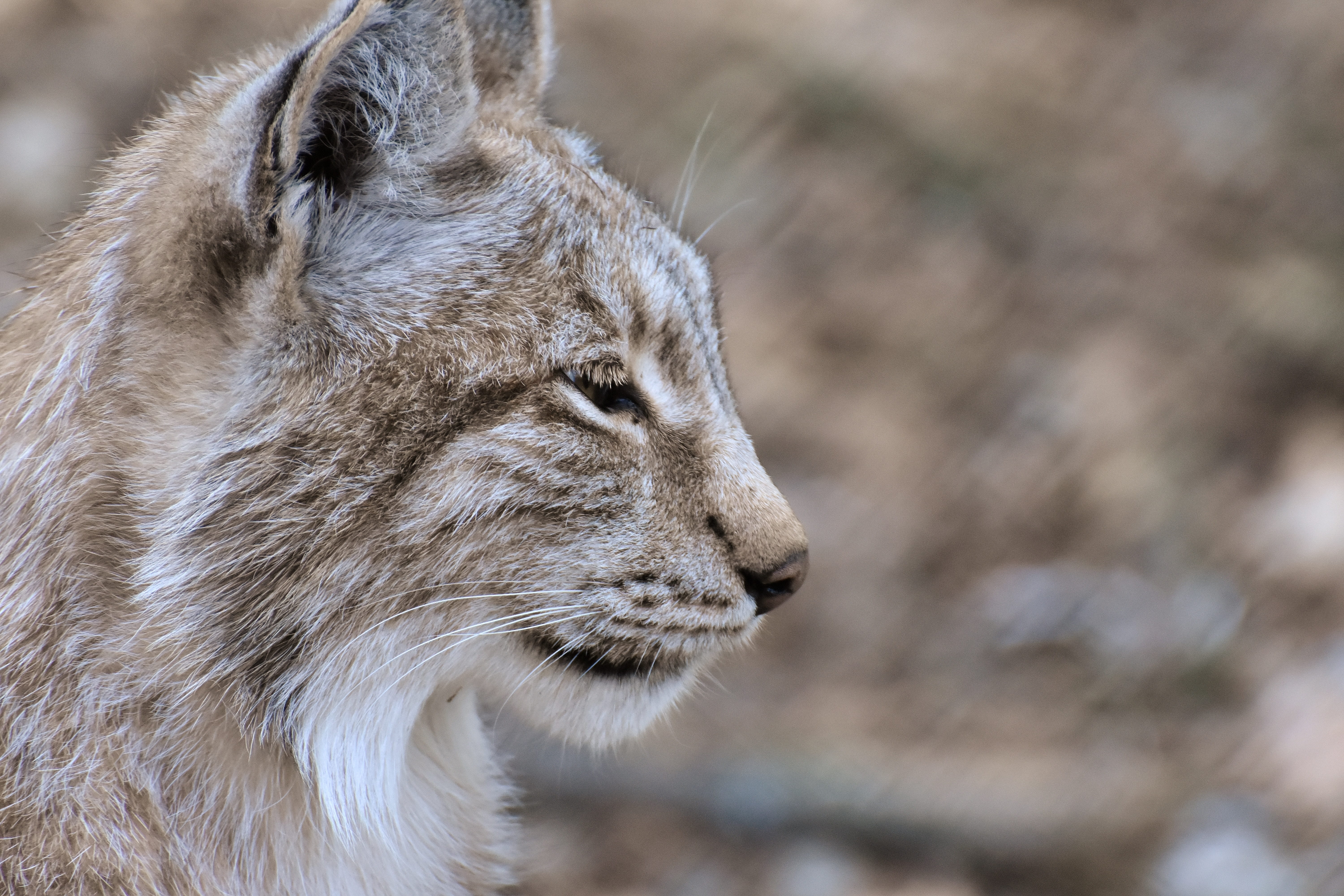 looking, feline, profile view, 5K, side view, outdoors, focus on foreground, close-up, predator, animal body part, animal wildlife, nature, eurasischer lynx, HD Wallpaper