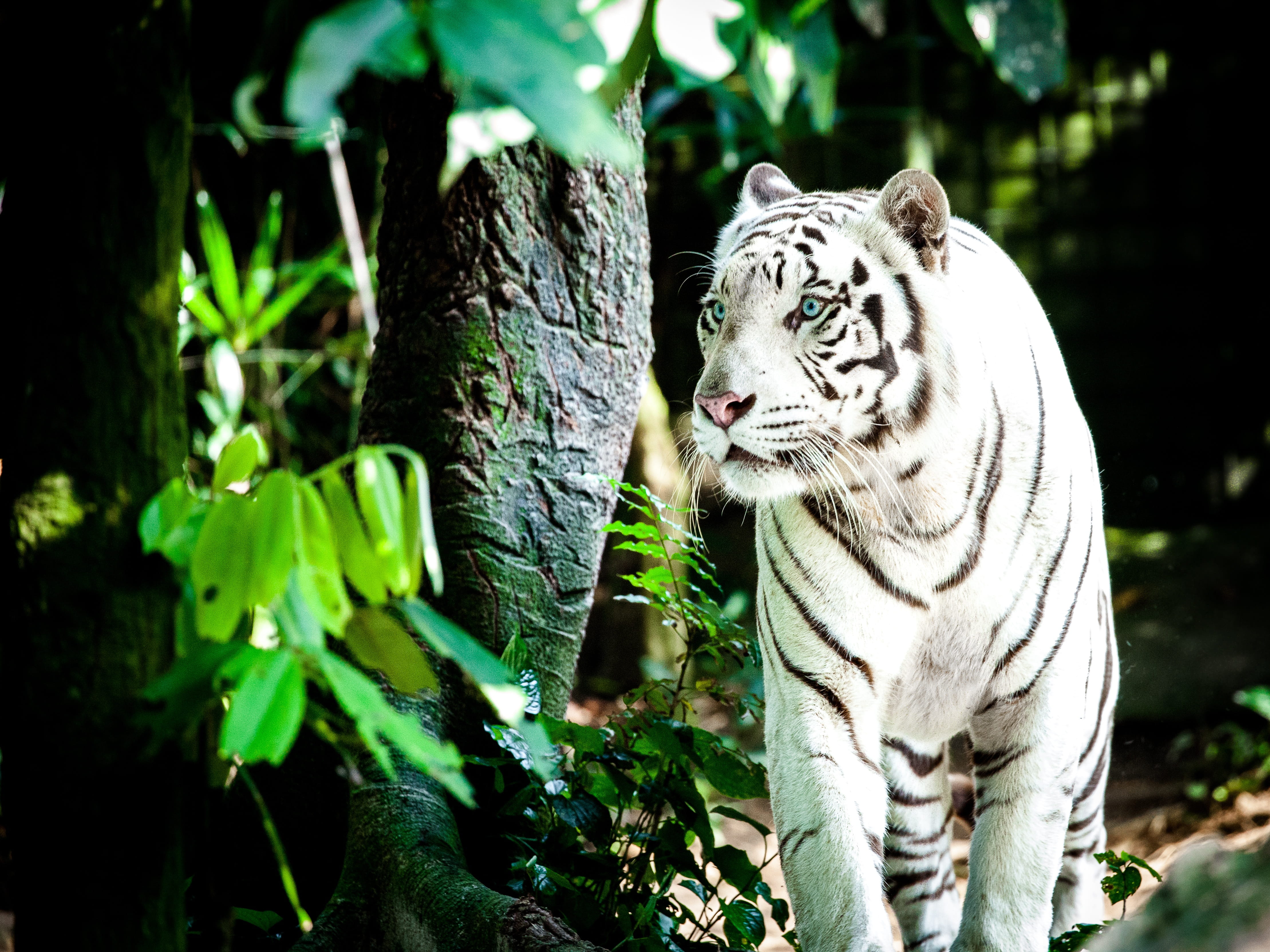 one animal, animals in the wild, plant, close up, wildcat, white königstieger, undomesticated cat, focus on foreground, singapore zoo, 4K, close, mammal, HD Wallpaper