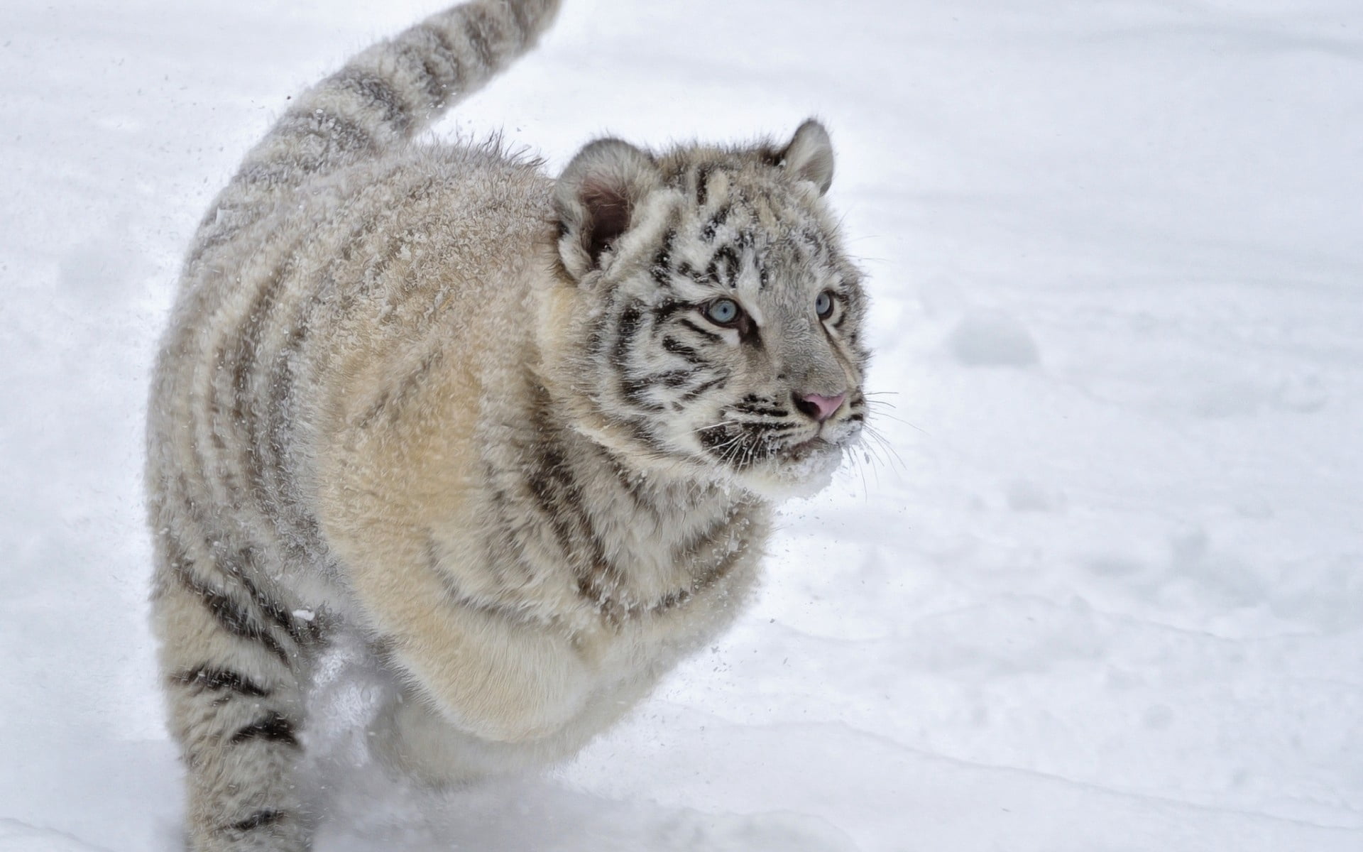 cold temperature, vertebrate, outdoors, 1080P, nature, snow, animal themes, white color, brown, animal wildlife, wildcat - Animal, day, cute, animals And Pets, HD Wallpaper