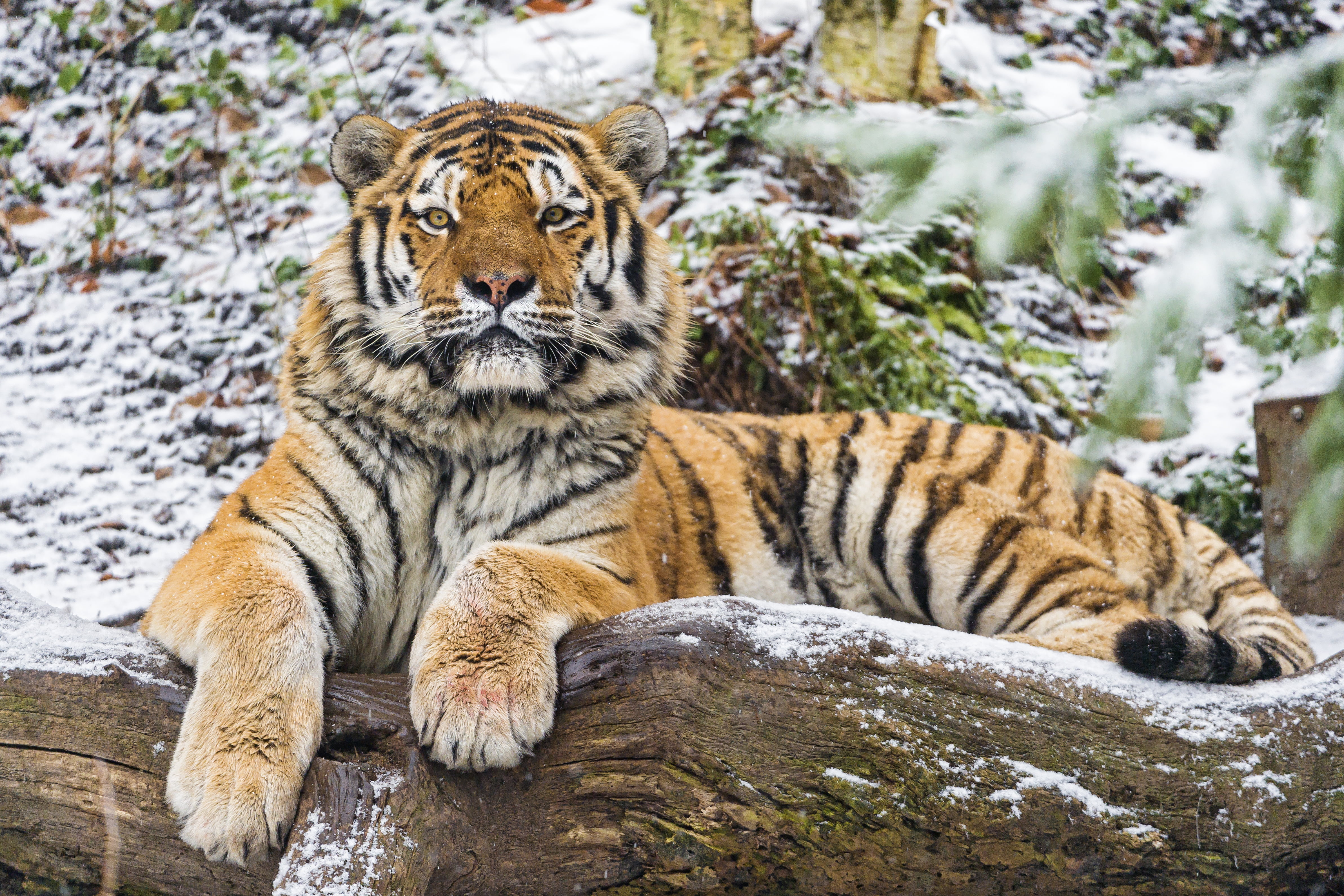 zoo, no people, big Cat, animal, animals Hunting, one animal, carnivora, siberian Tiger, vertebrate, fur, staring, large, carnivore, looking, animal wildlife, HD Wallpaper