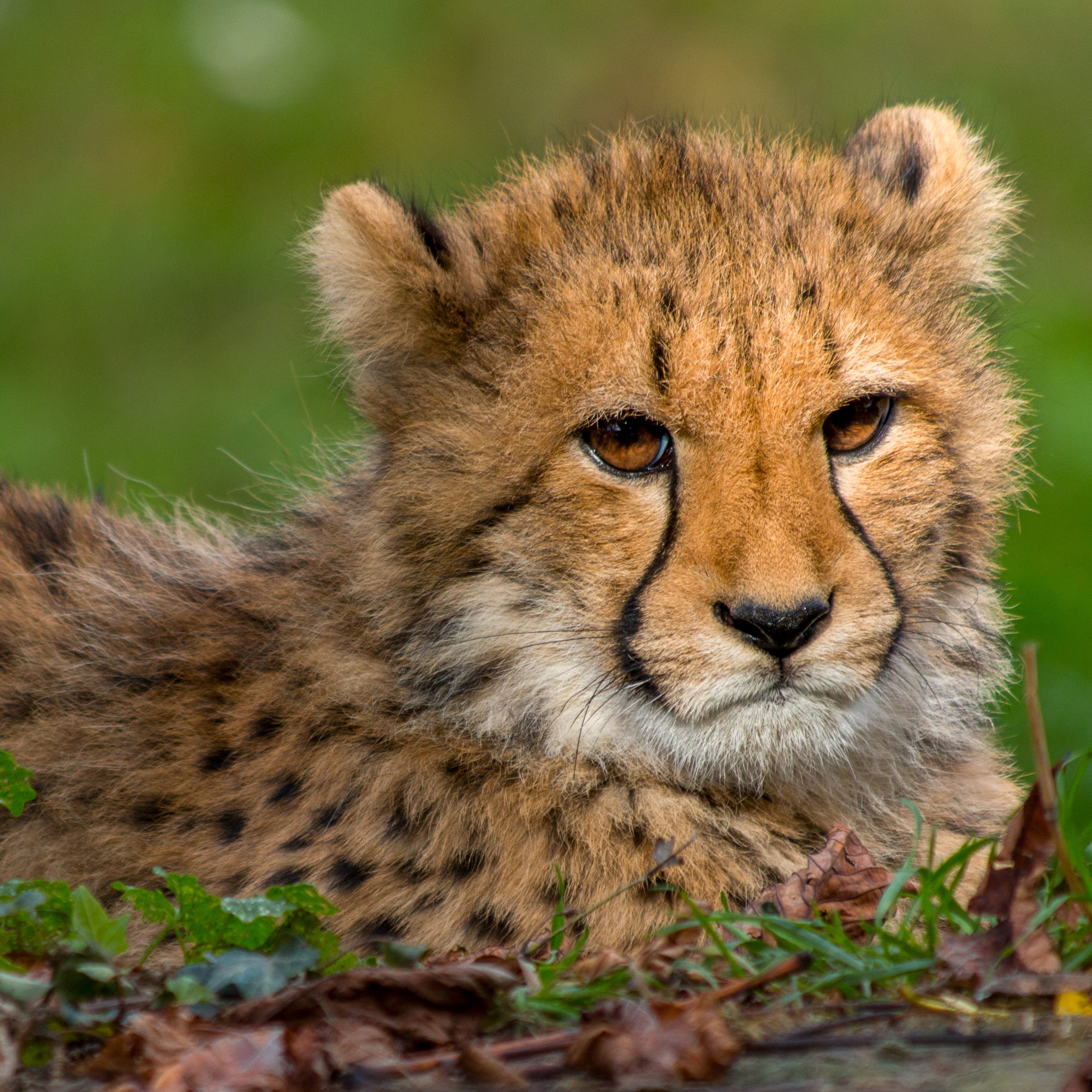 nature, feline, cat, green, whisker, no people, animal wildlife, baby, portrait, land, animals in the wild, 2K, grass, close-up, big cat, young animal, Phone HD Wallpaper