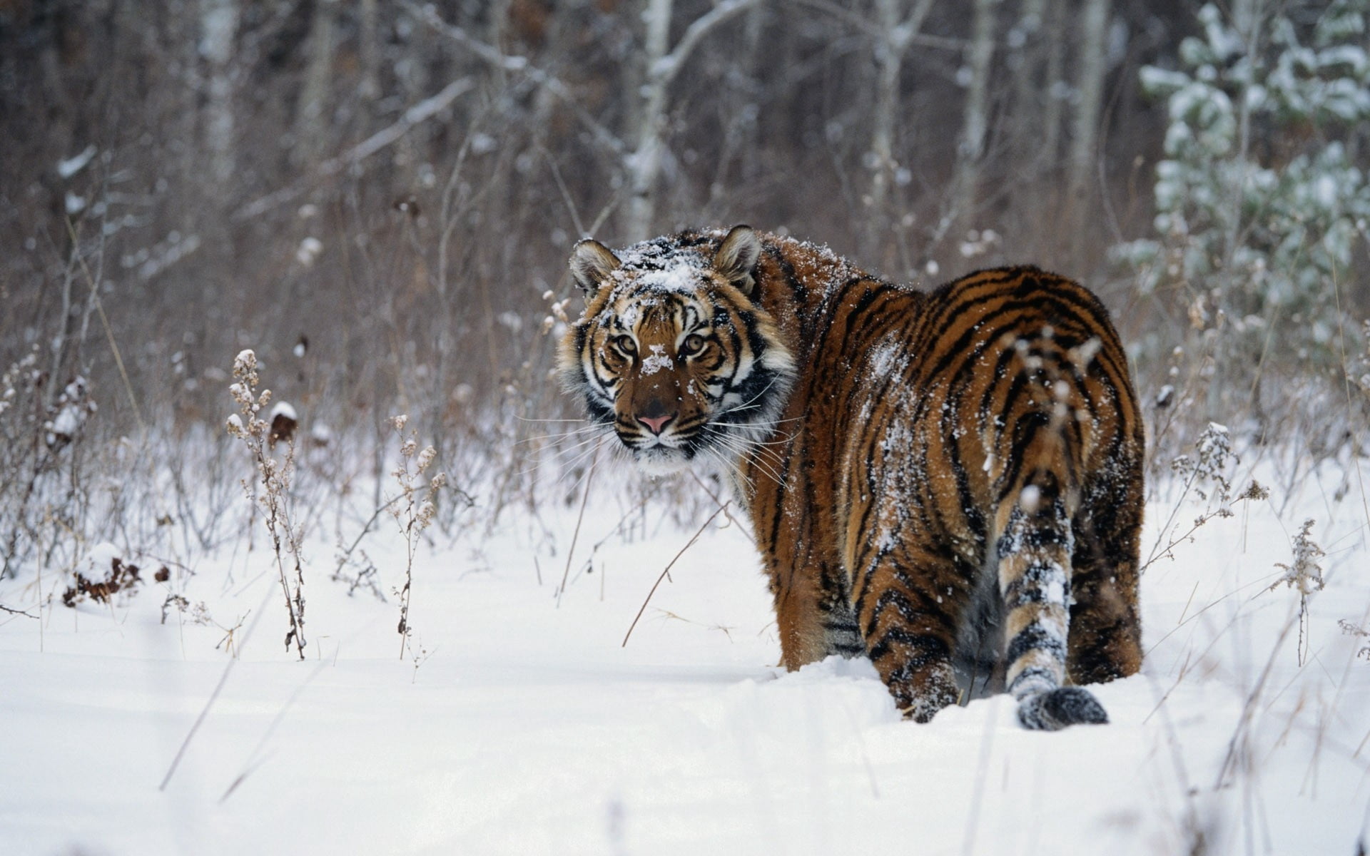 animal Head, land, tiger, portrait, animals Hunting, undomesticated Cat, wildlife, cold temperature, endangered Species, vertebrate, staring, walk, siberian Tiger, HD Wallpaper