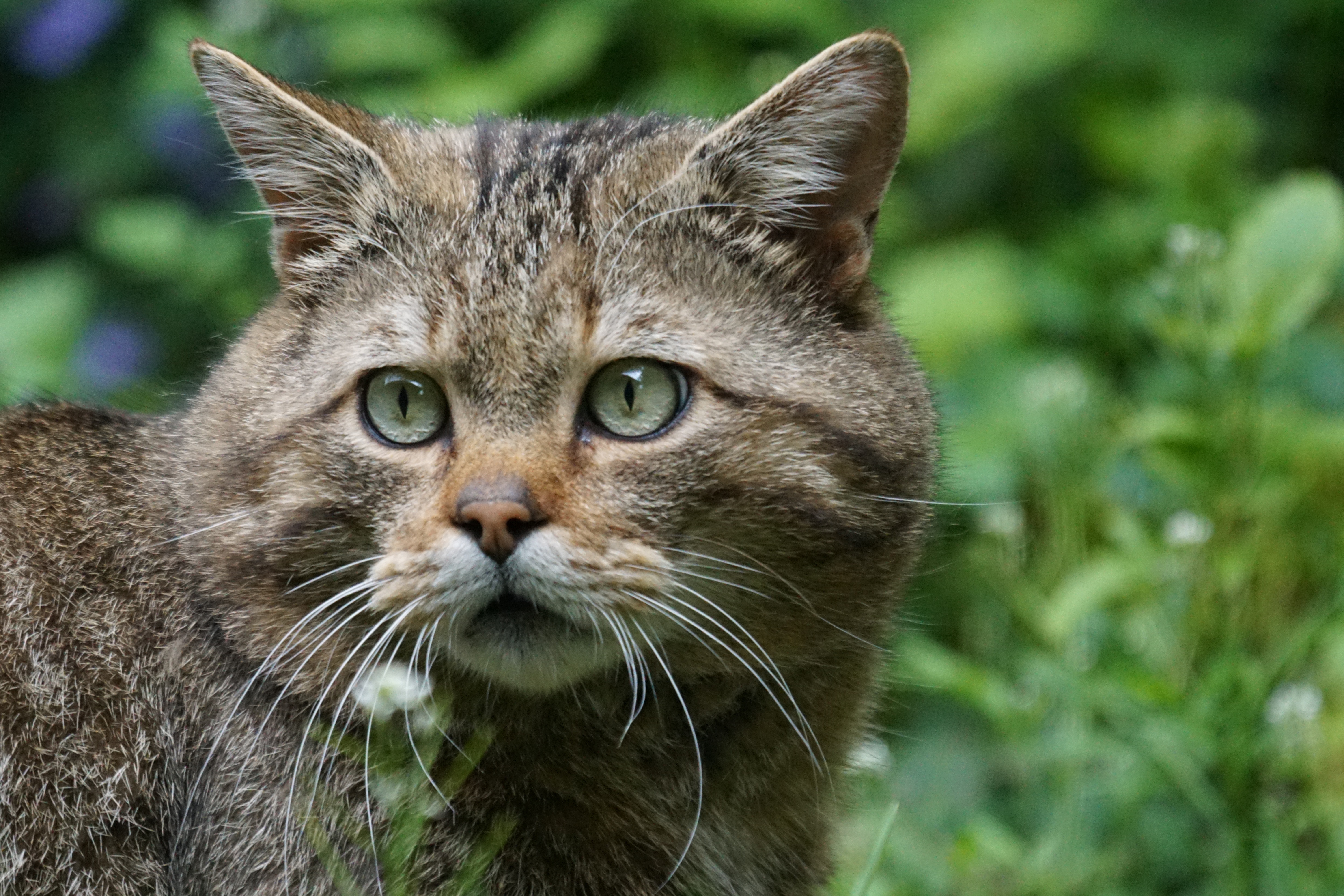 animal eye, animal, mammal, silver, wildcat, animal body part, looking at camera, predator, nature, domestic, pets, animal head, close-up, felis silvestris, HD Wallpaper