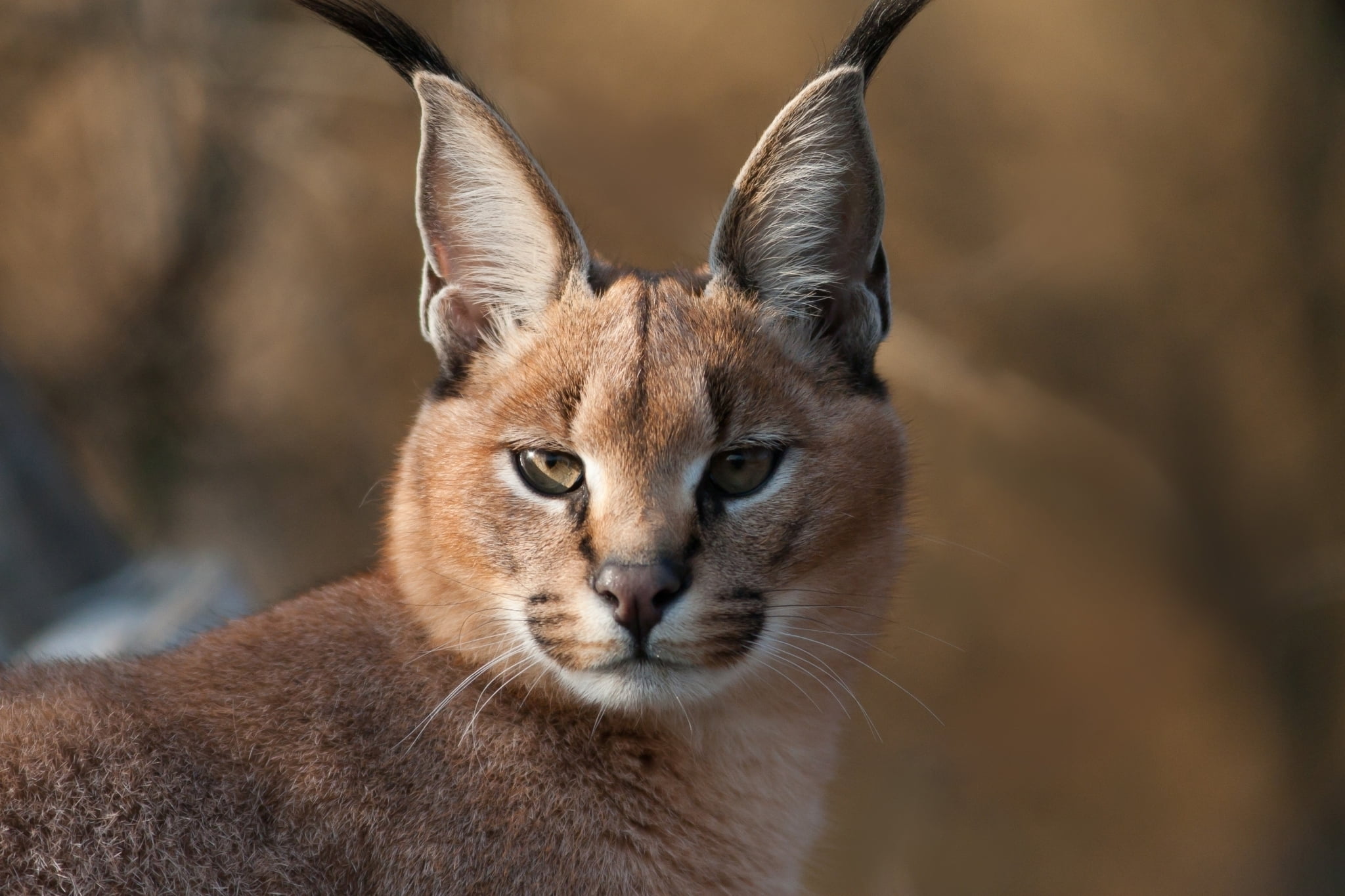 eyes, brown, wildlife, animal body part, nature, feline, cute, mammal, grass, no People, outdoors, looking, beauty In Nature, animal, blurring, animal wildlife, HD Wallpaper
