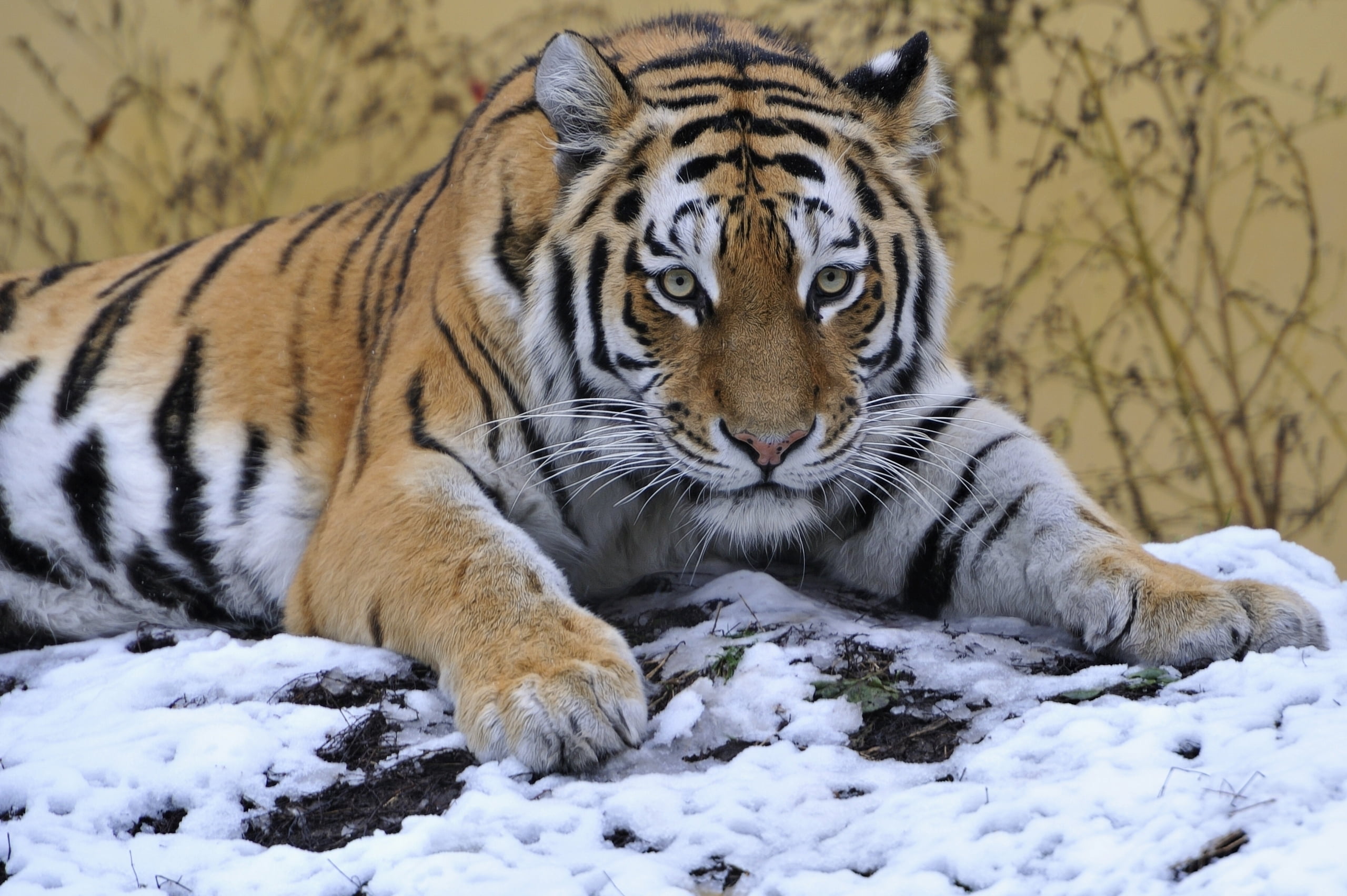 wildlife, nature, wildcat - Animal, fur, danger, endangered Species, animal Head, large, big Cat, winter, one animal, tigris River, animal themes, zoo, HD Wallpaper
