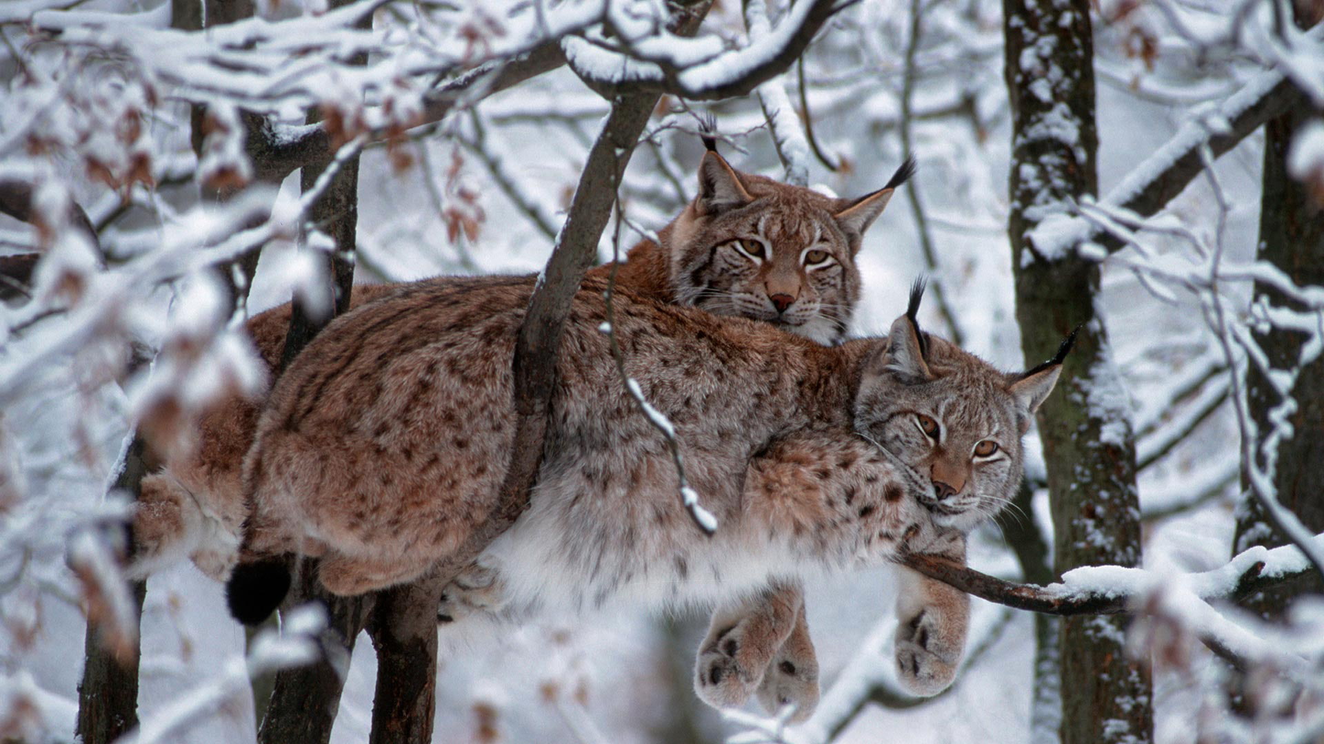 snow, trees, animals, Bobcat, 1080P, lynx, mammals, HD Wallpaper