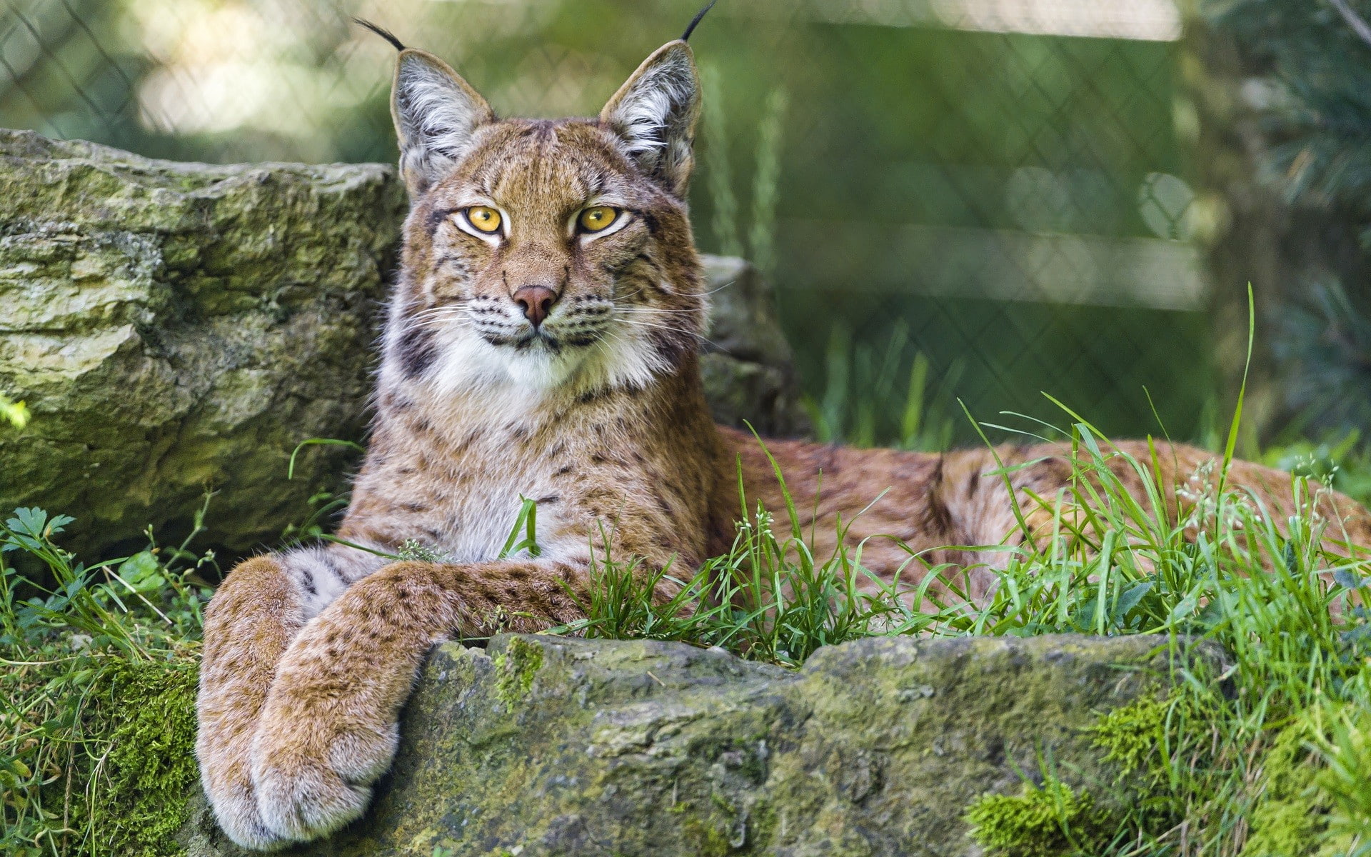 looking at camera, vertebrate, mammal, no people, 1080P, big cats, animal themes, zoo, portrait, animal wildlife, pets, cat, nature, animals in the wild, HD Wallpaper